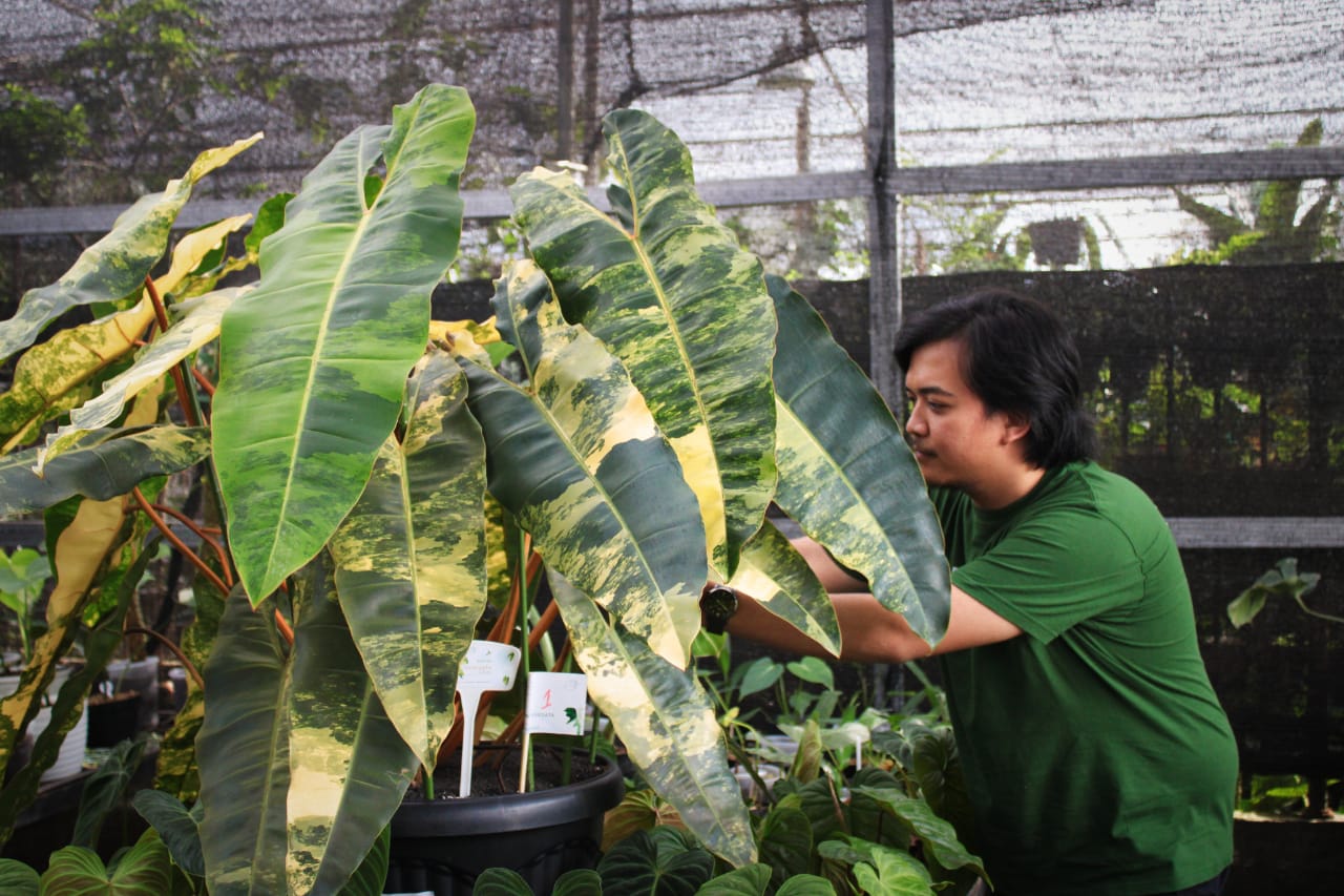 Pemilik Plan the Plants Andri Satriawan tengah merawat tanaman hias Philodendron Billietiae Variegata yang memenangi kontes. 