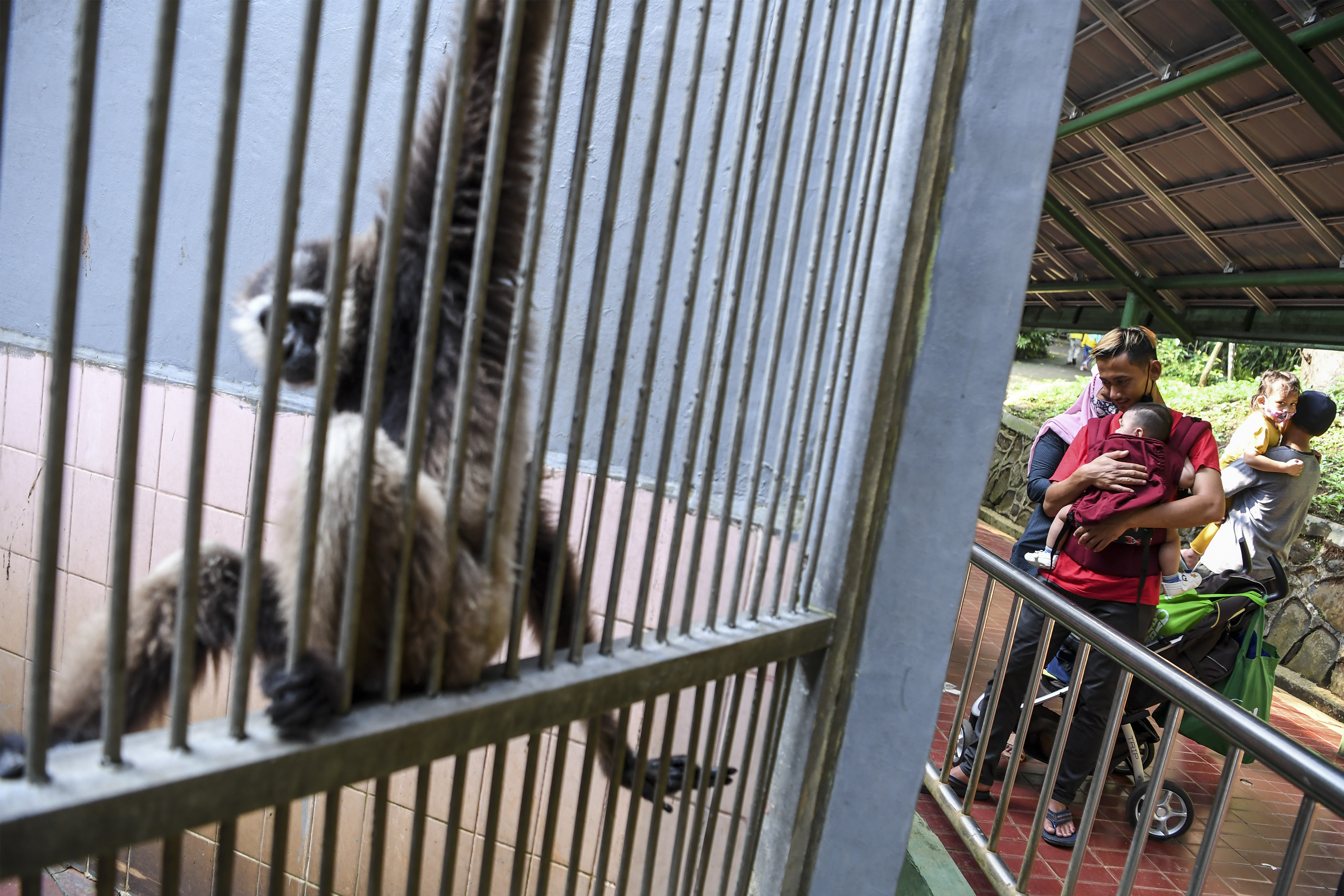  Pengunjung melihat koleksi primata di Taman Margasatwa Ragunan, Jakarta.