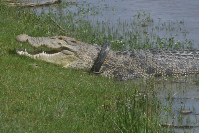Buaya berkalung ban bekas motor sejak 2016 di Sungai Palu, Sultengf akhirnya bisa dilepaskan oleh Tili warga Palu, pada Selasa (8/2)