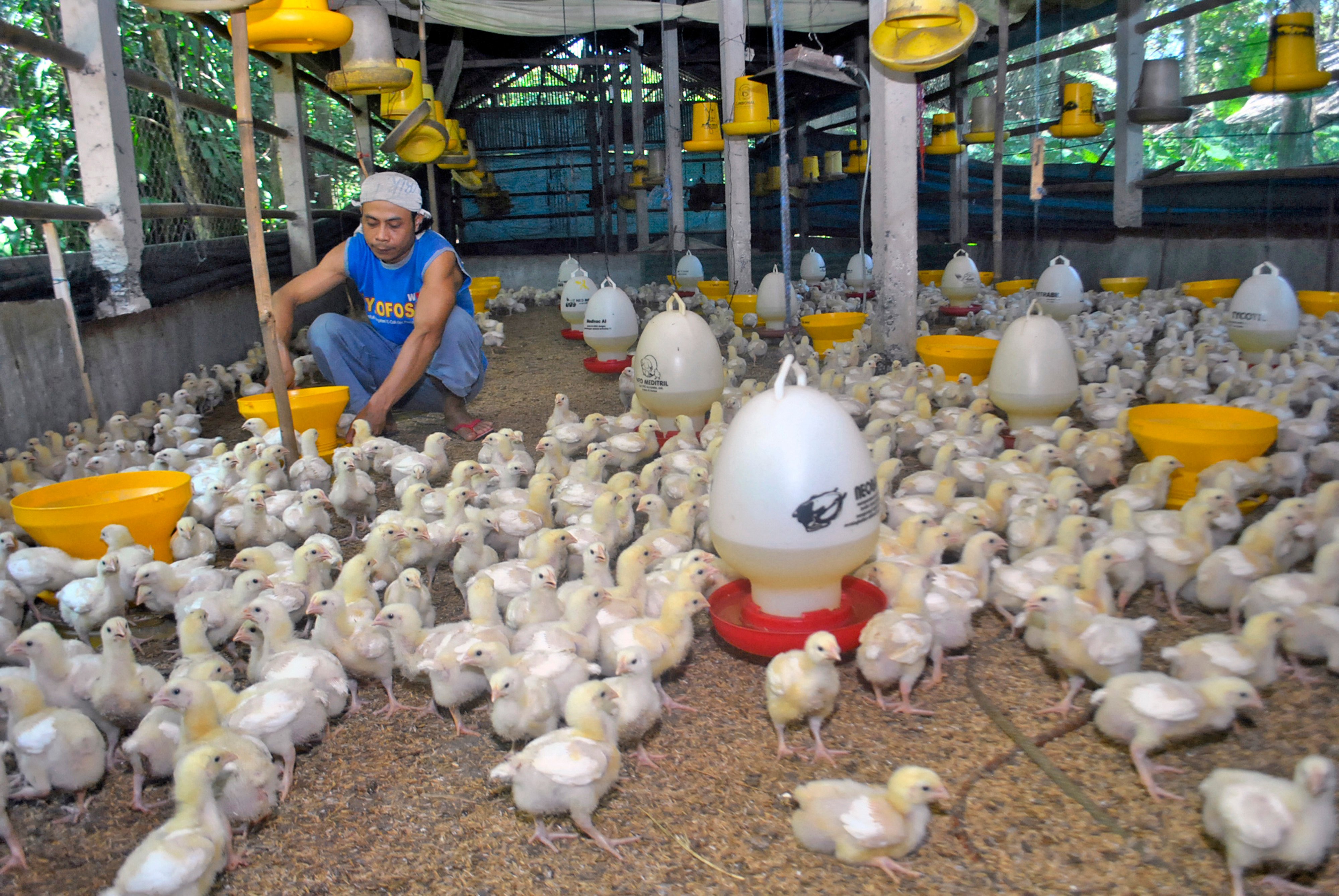Peternak memberi pakan ayam broiler usia 10 hari di Kampung Tarikolot, Kelurahan Nanggewer, Cibinong, Kabupaten Bogor, Jawa Barat.
