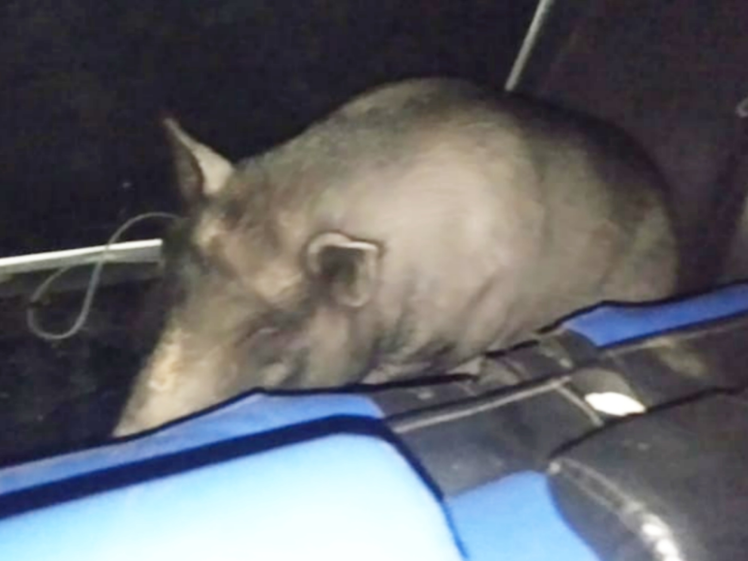 Babi hasil curian diletakkan di mobil Avanza.