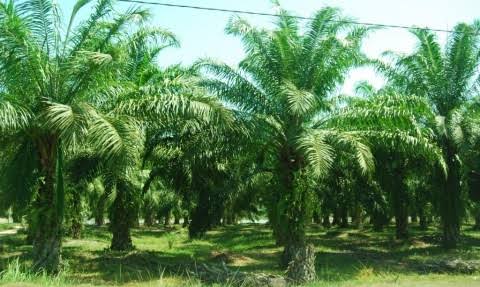 Tanaman sawit di area perkebunan yang berada di wilayah Kabupaten Aceh Utara, Provinsi Nanggroe Aceh Darussalam.  