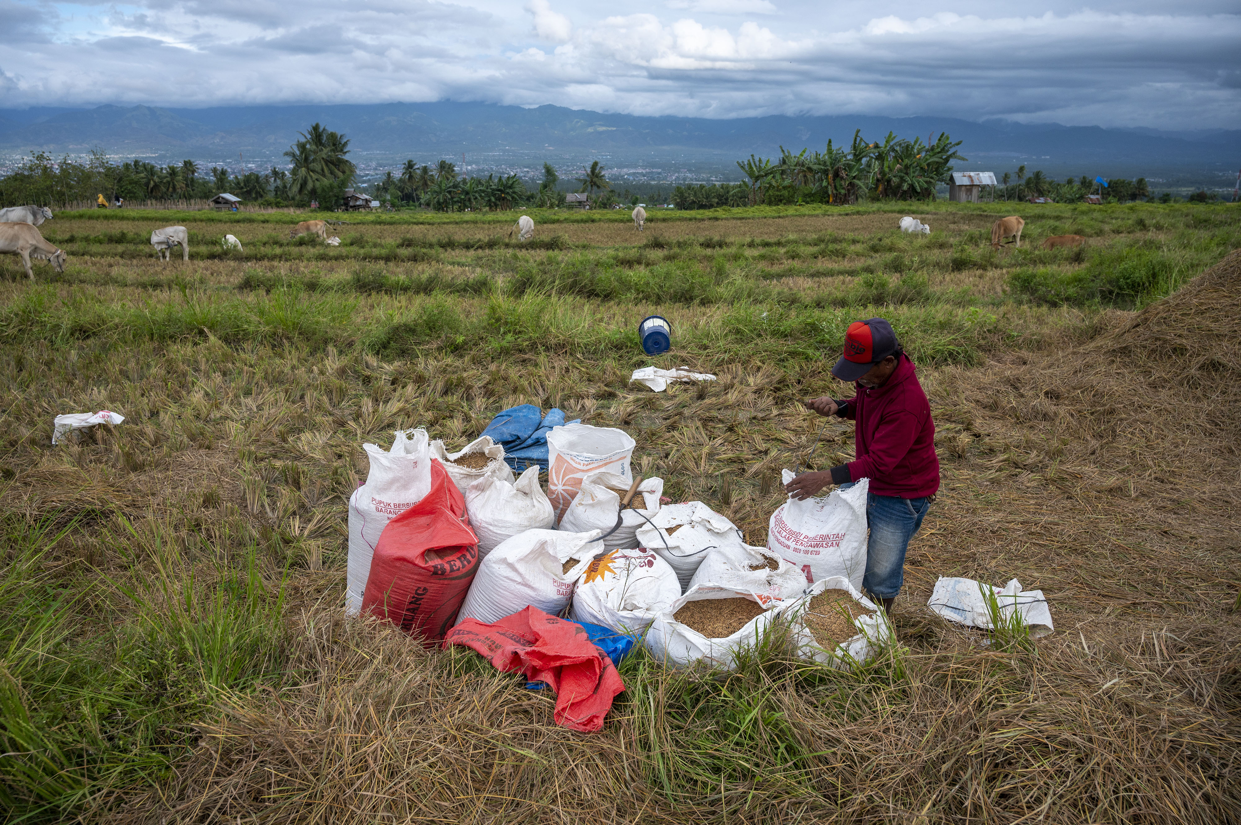 Kementan: Awal 2022 Jadi Masa yang Baik Bagi Petani