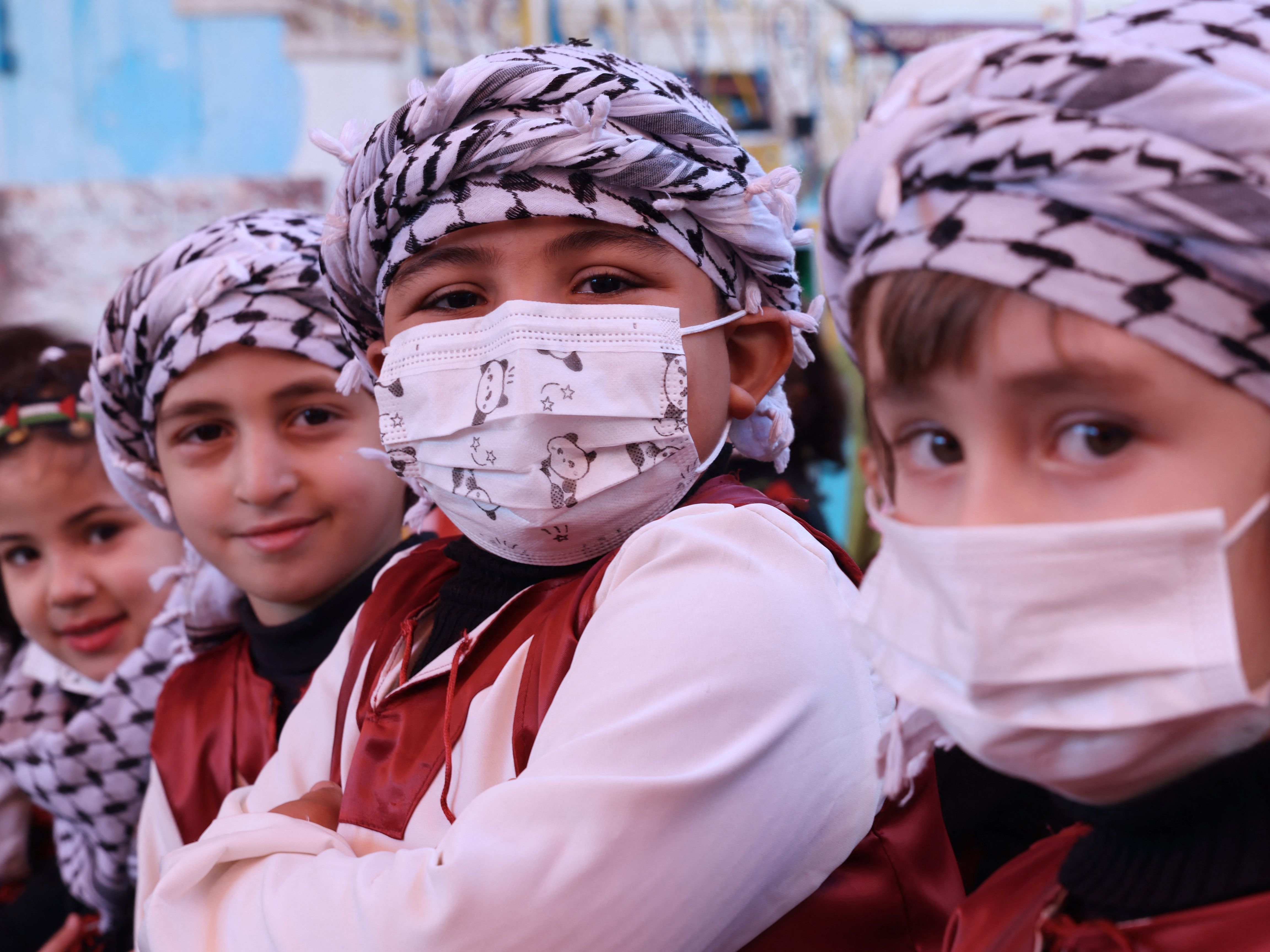 Pemukim Israel Cabuti Ratusan Pohon Zaitun Sumber Pendapatan Warga Palestina