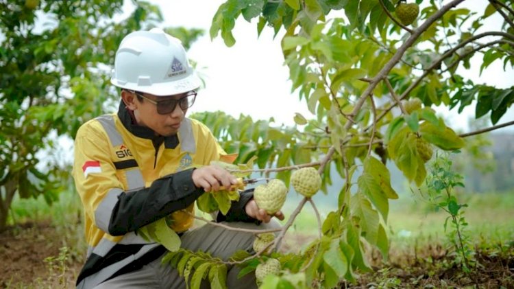 Panen buah-buahan di area pabrik Semen Gresik di Rembang, Jawa Tengah