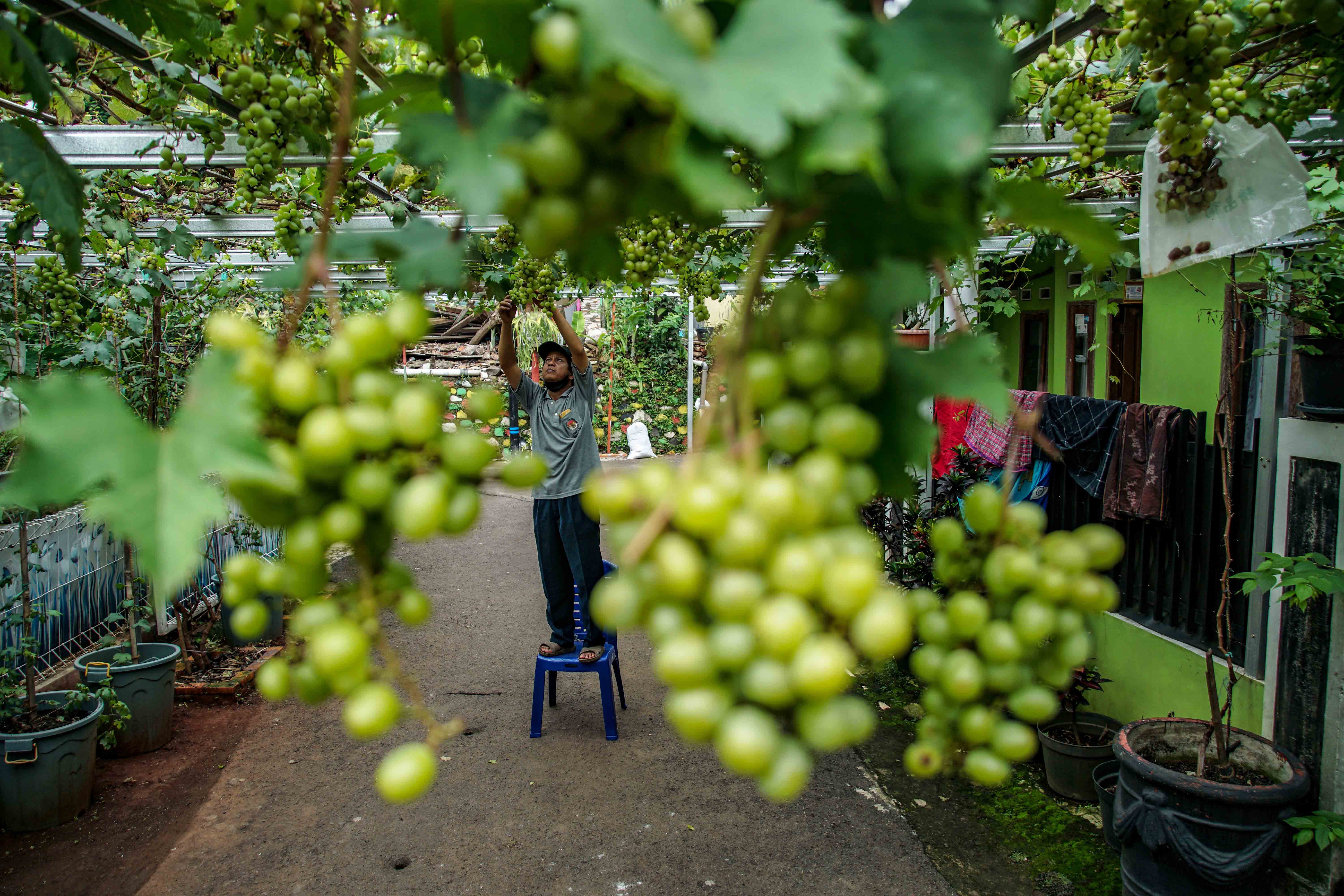 Budidaya anggur di gang.