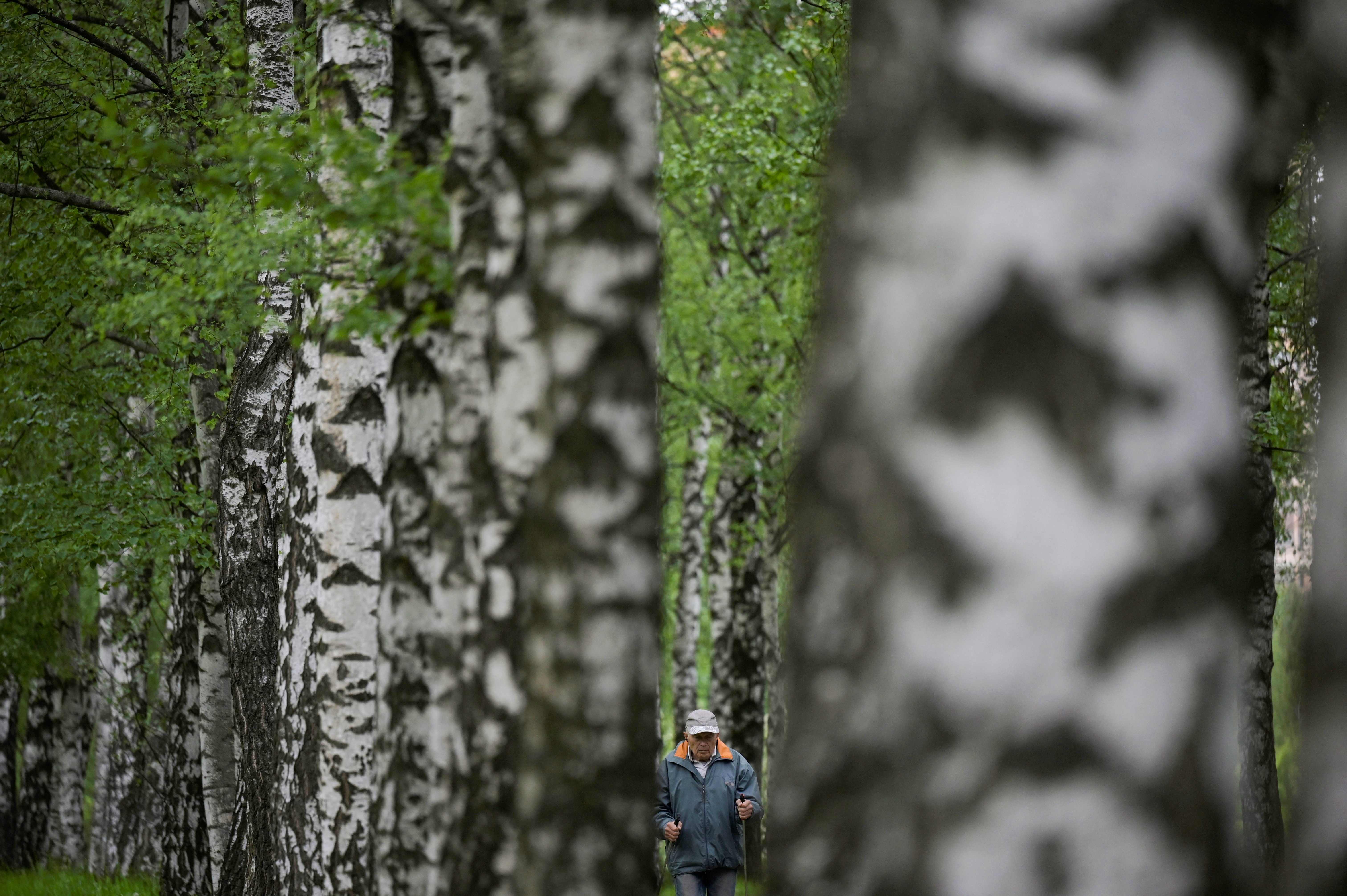 Tanaman Birch di sebuah Taman di Moskow, Rusia