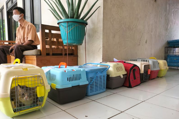 Kegiatan sterilisasi kucing di Balai Penyuluhan Pertanian Kembangan, Jakarta Barat, Rabu (23/2/2022)