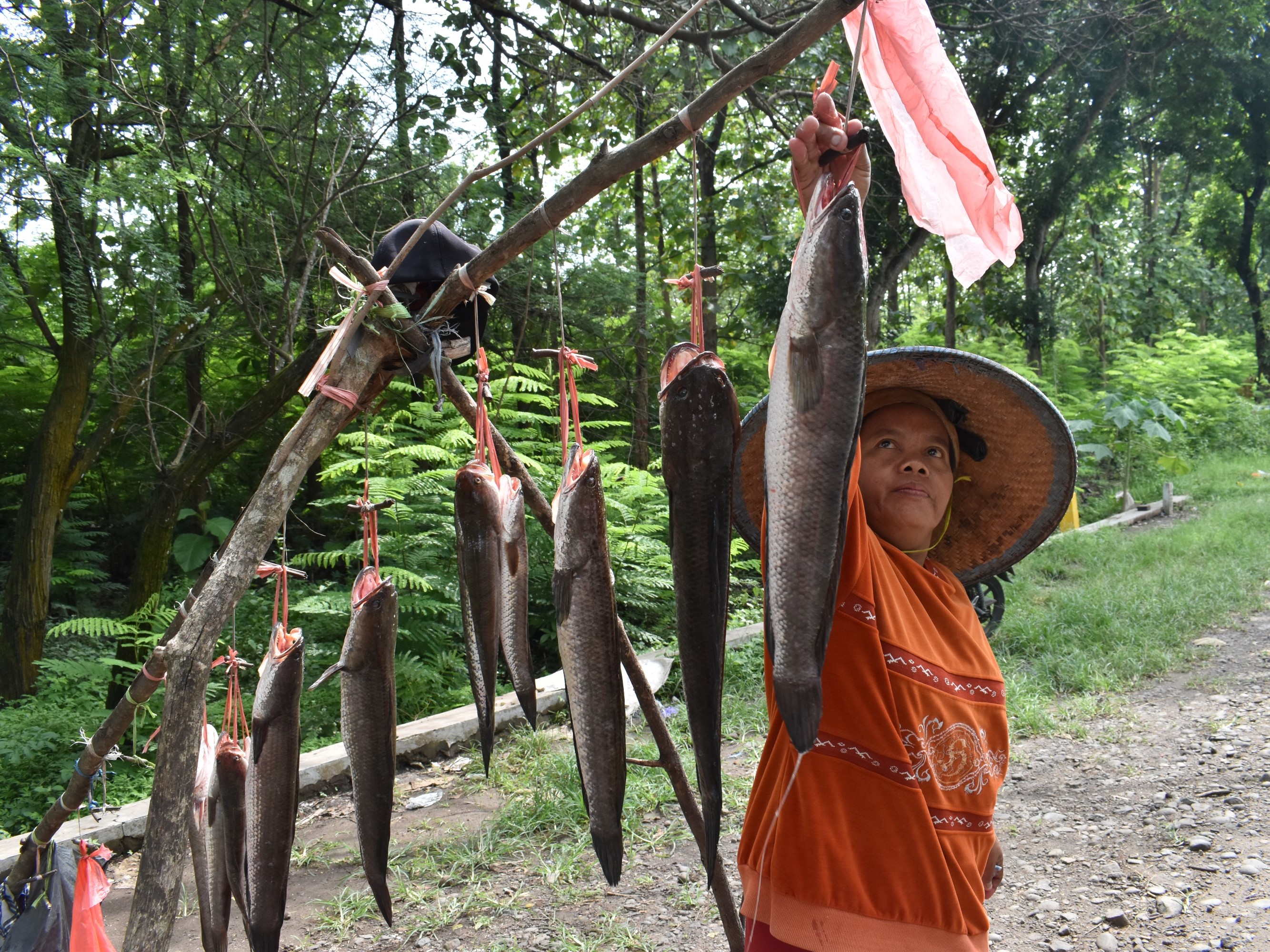 Ekstrak Ikan Gabus, Temulawak, Daun Kelor Mampu Tangkal Omikron
