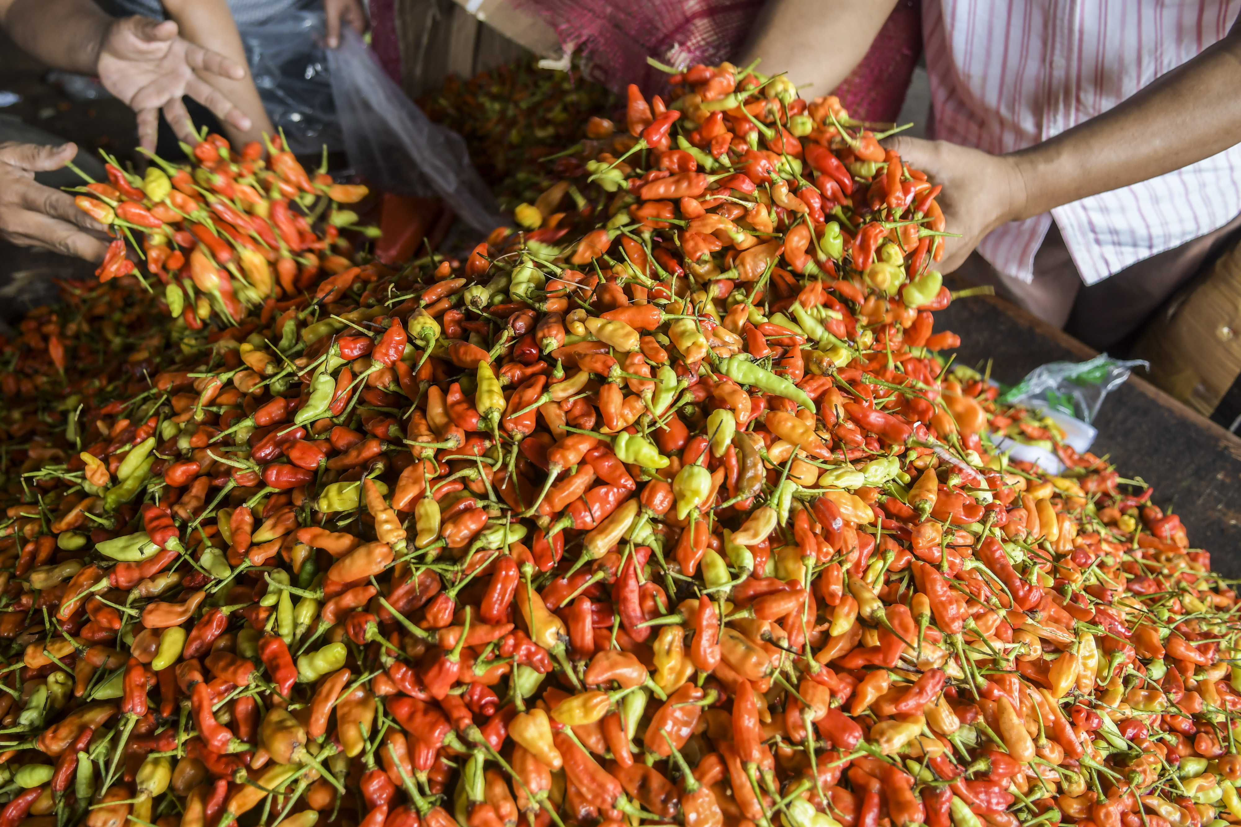 Pedagang memilah Cabai rawit di Pasar Induk Kramat Jati, Jakarta Timur