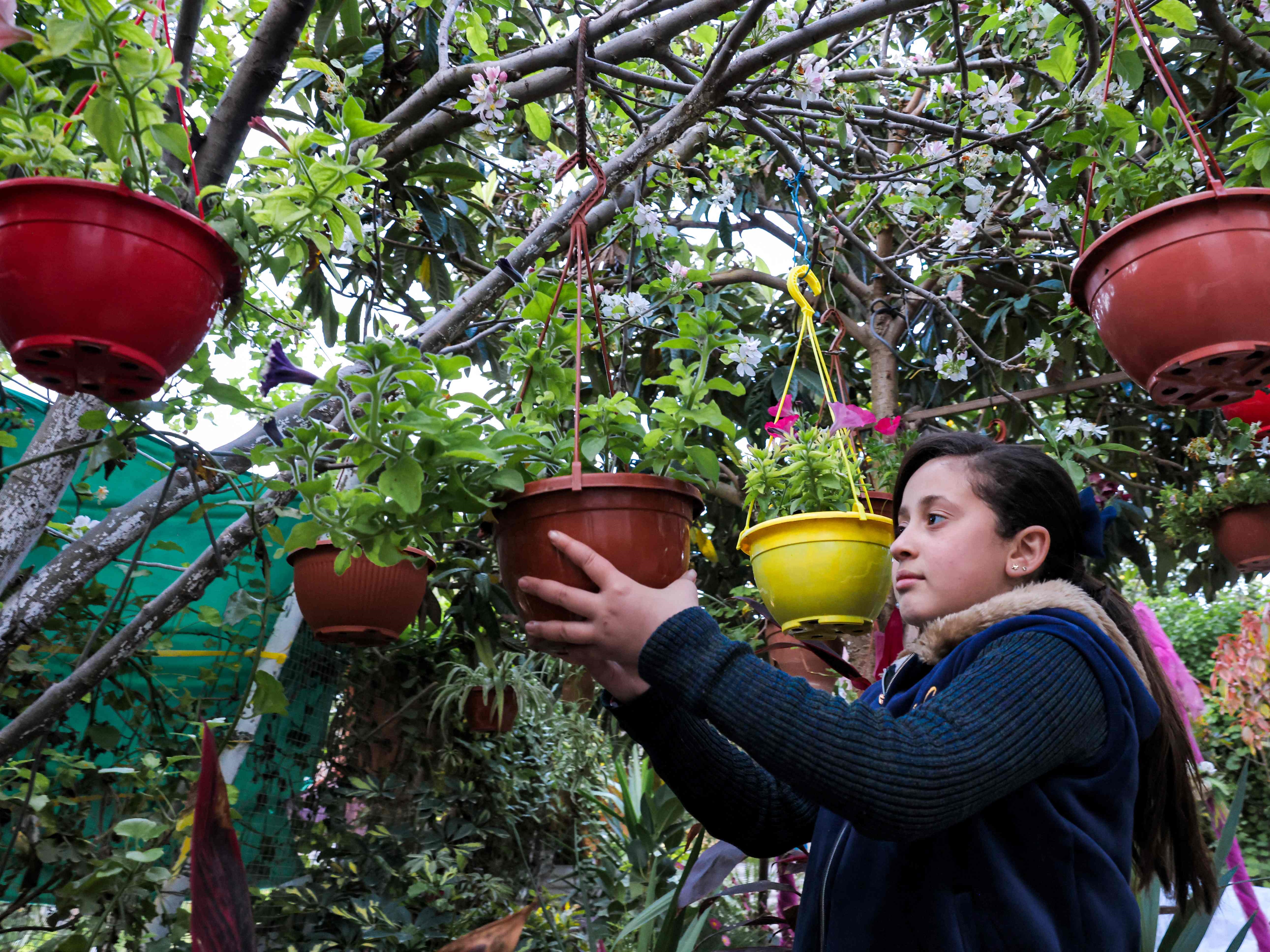Seorang gadis memegang tanaman pot yang tergantung dari cabang-cabang pohon di halaman rumahnya di Beit Hanun di jalur Gaza utara.