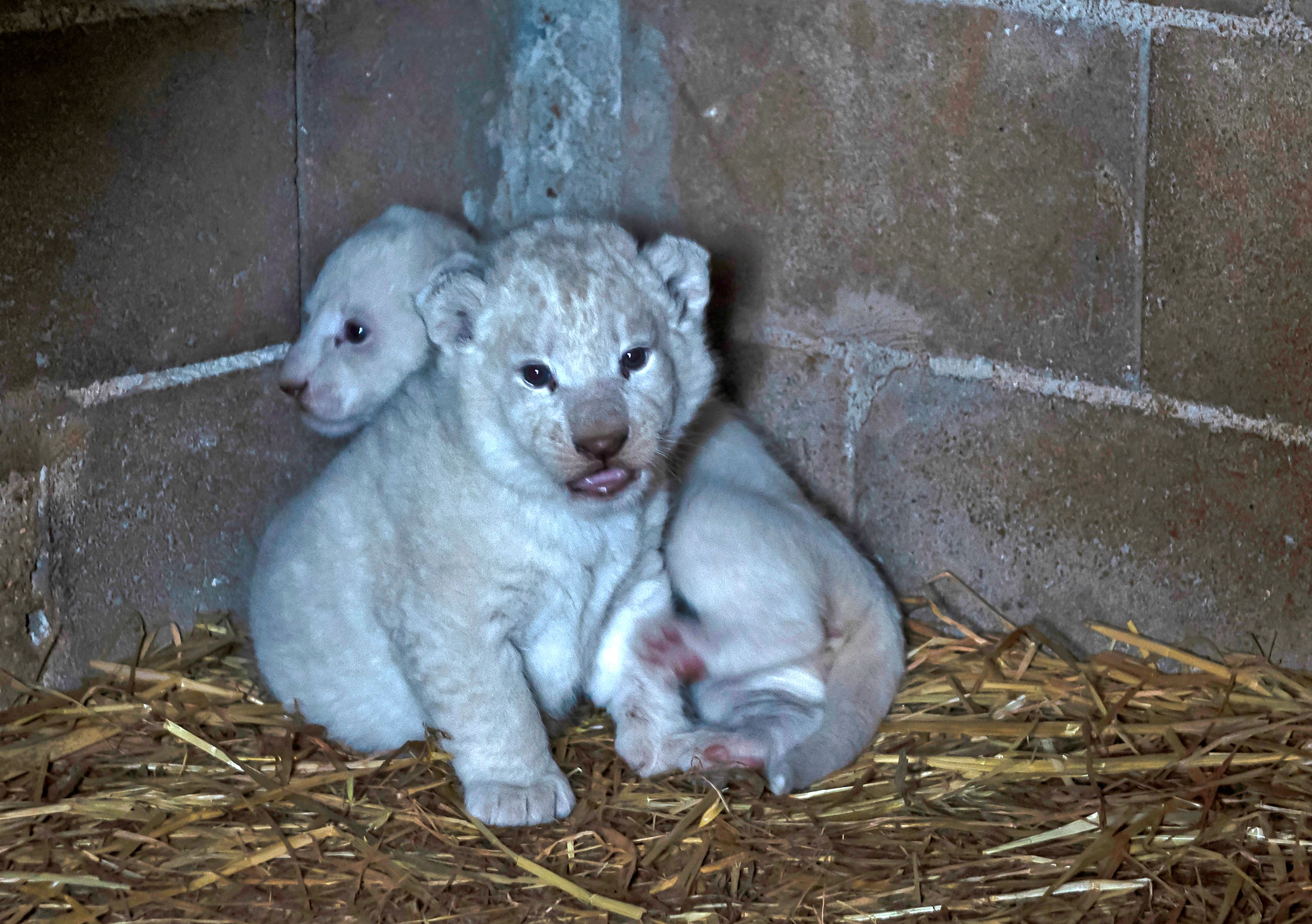 Ilustrasi: Anak Singa putih yang menjadi salah satu penghuni sebuah kebun binatang di Siprus
