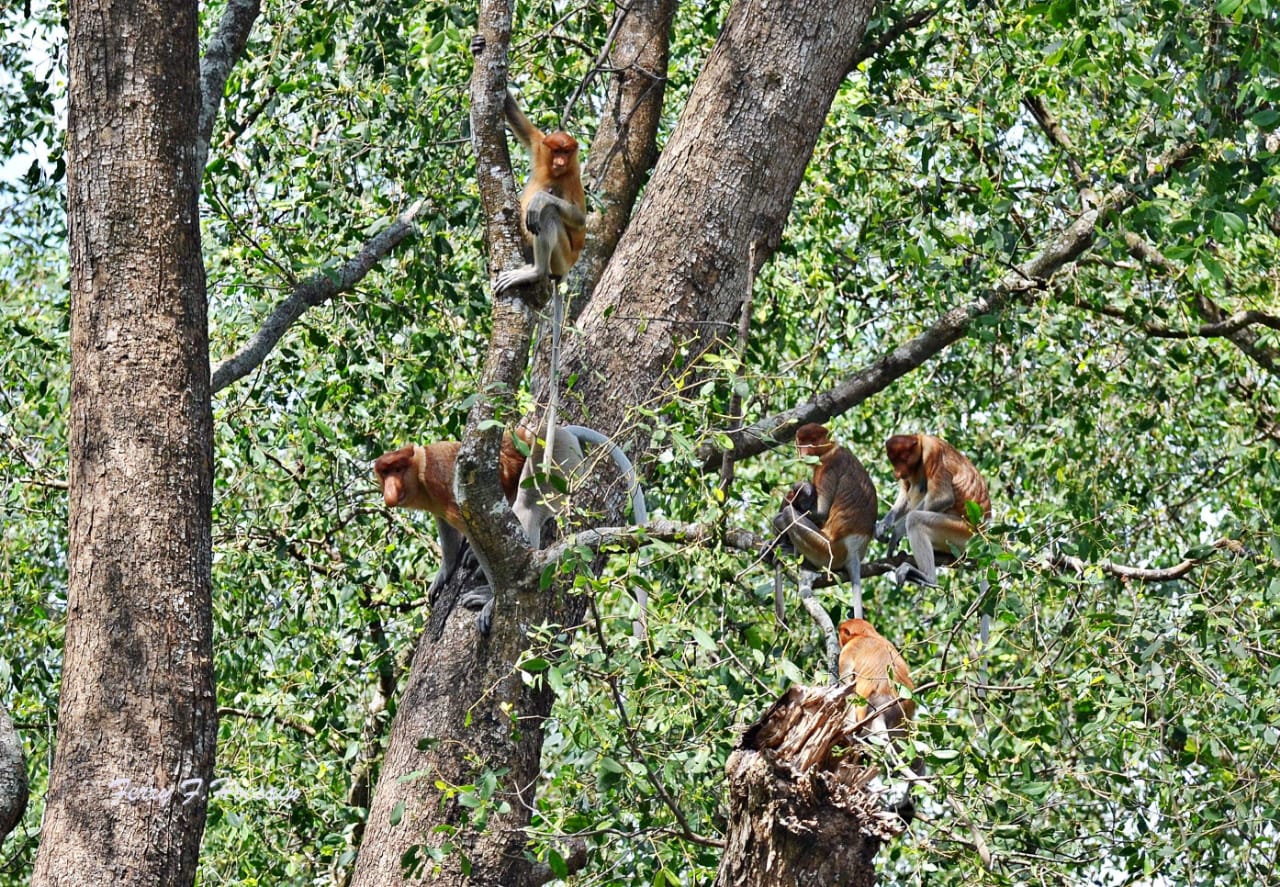 Bekantan di Pulau Curiak Kalsel