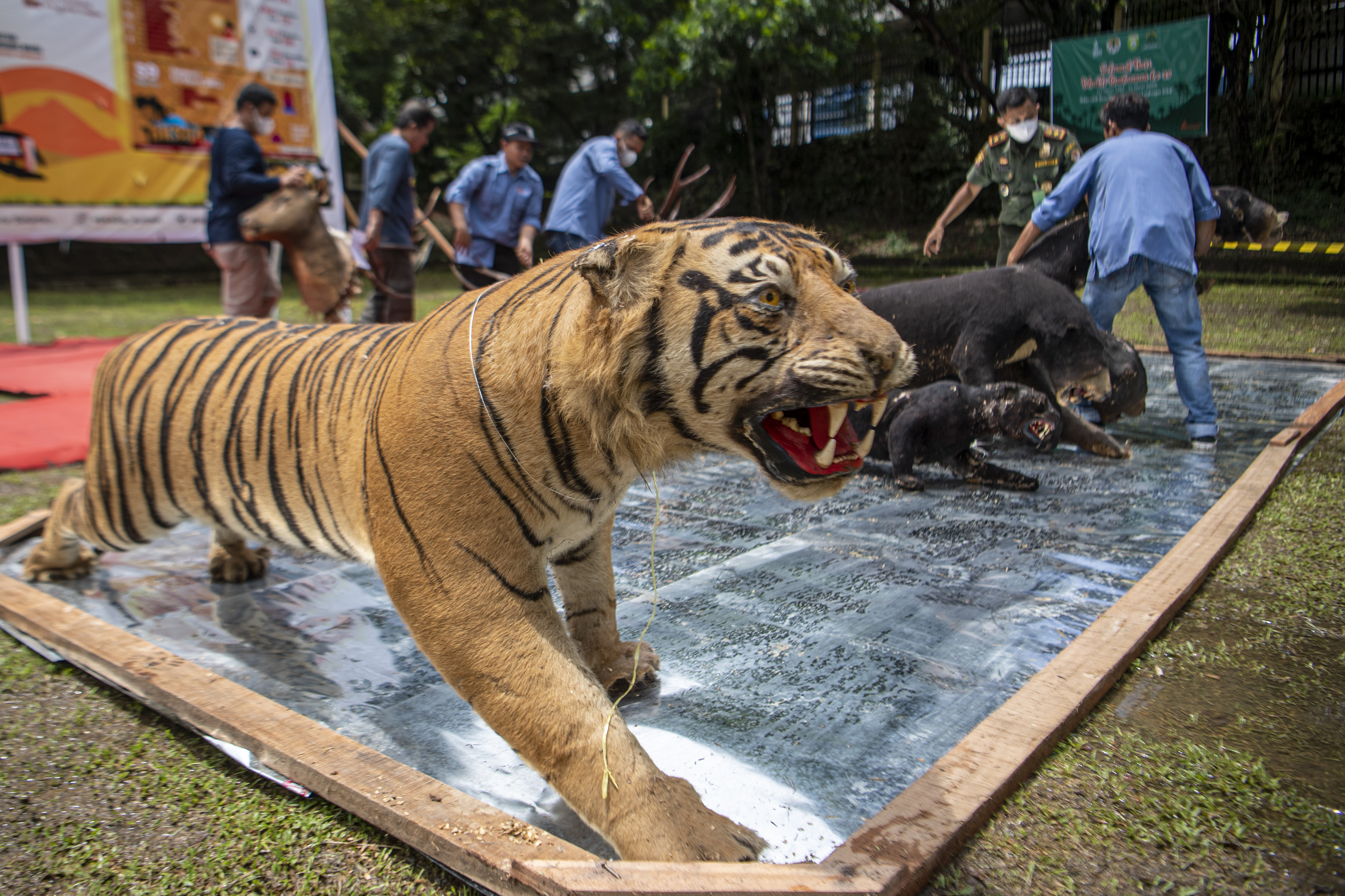 Penjual Kulit dan Tengkorak Harimau di Aceh Divonis 2 Tahun Penjara