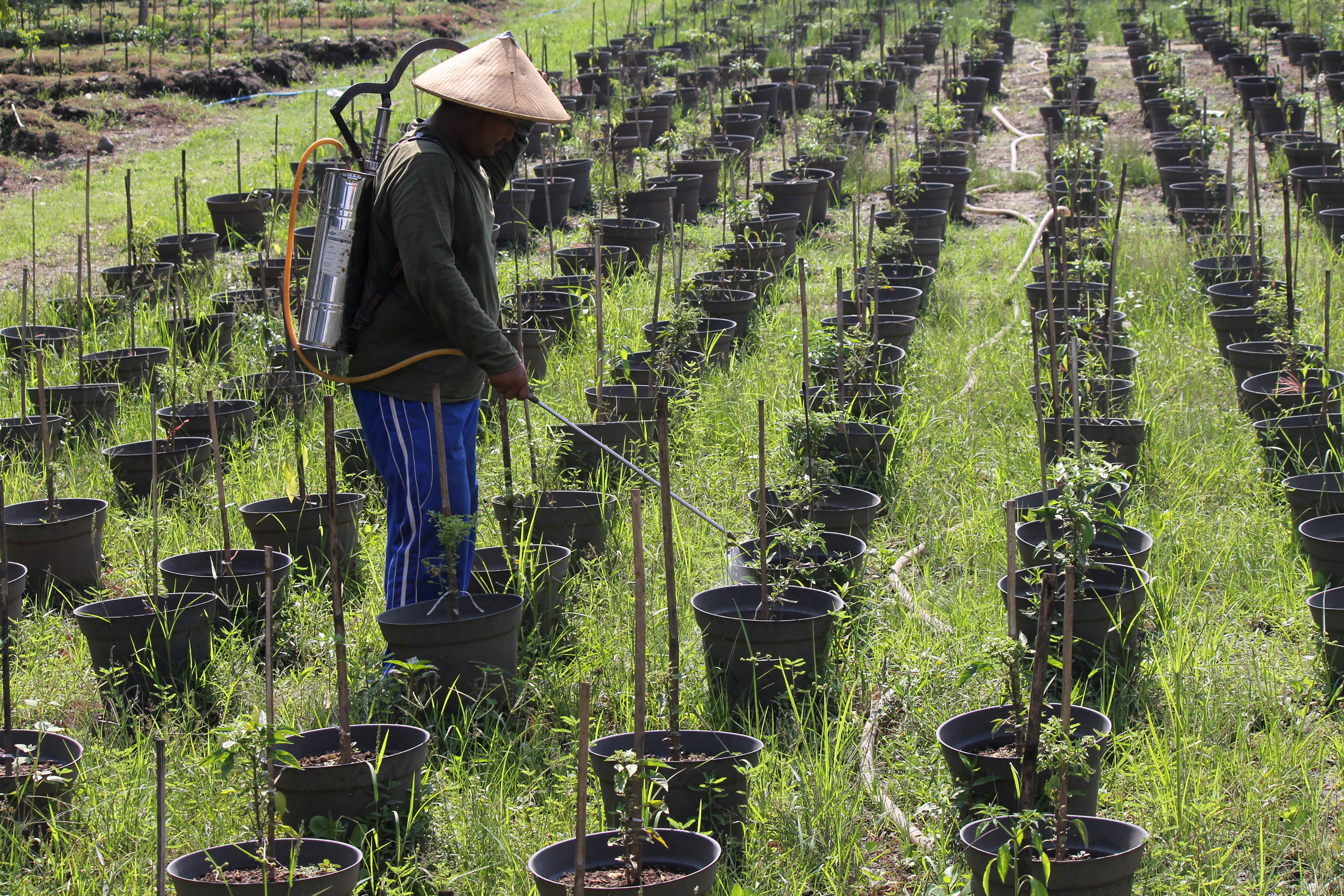  Petugas membasmi hama pada cabai keriting di lahan pertanian perkotaan (Urban Farming Garden) Jambangan, Surabaya, Jawa Timur.