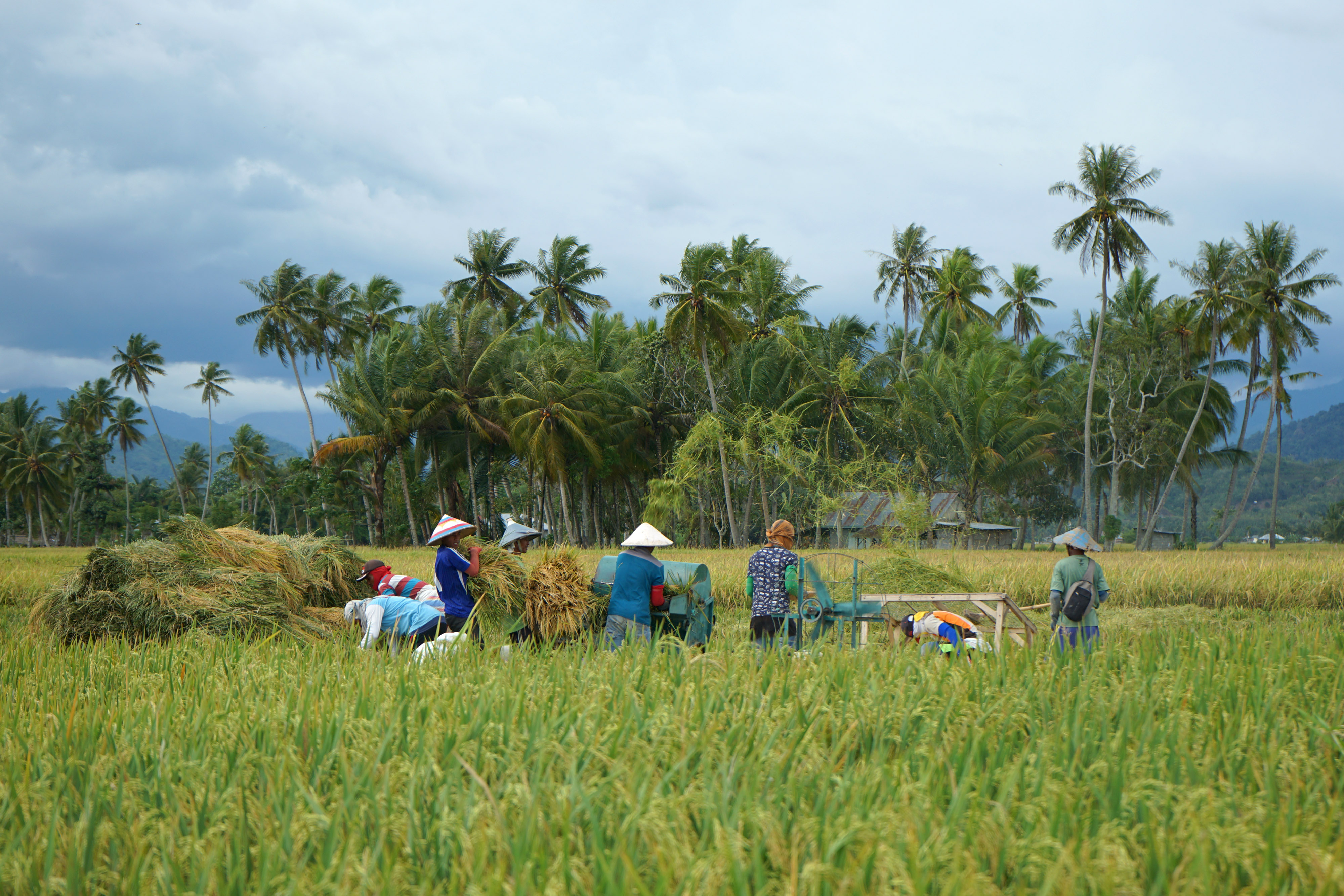 Sejumlah petani membersihkan padi yang baru dipanen di Kabila, Kabupaten Bone Bolango, Gorontalo.