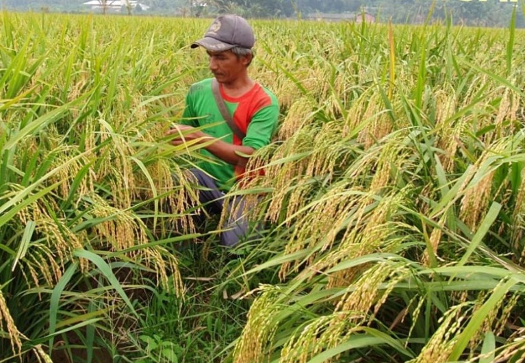 Pertanian organik yang ramah lingkungan dengan menanam padi varietas Trisakti siap dipanen.