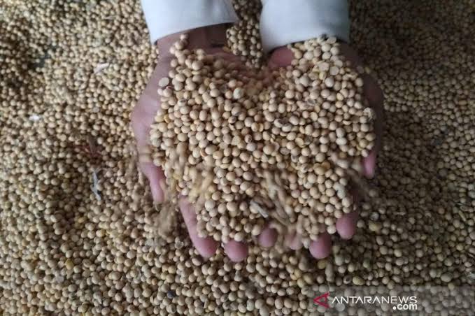 Mentan Lontarkan Kekesalan kepada Importir Kedelai
