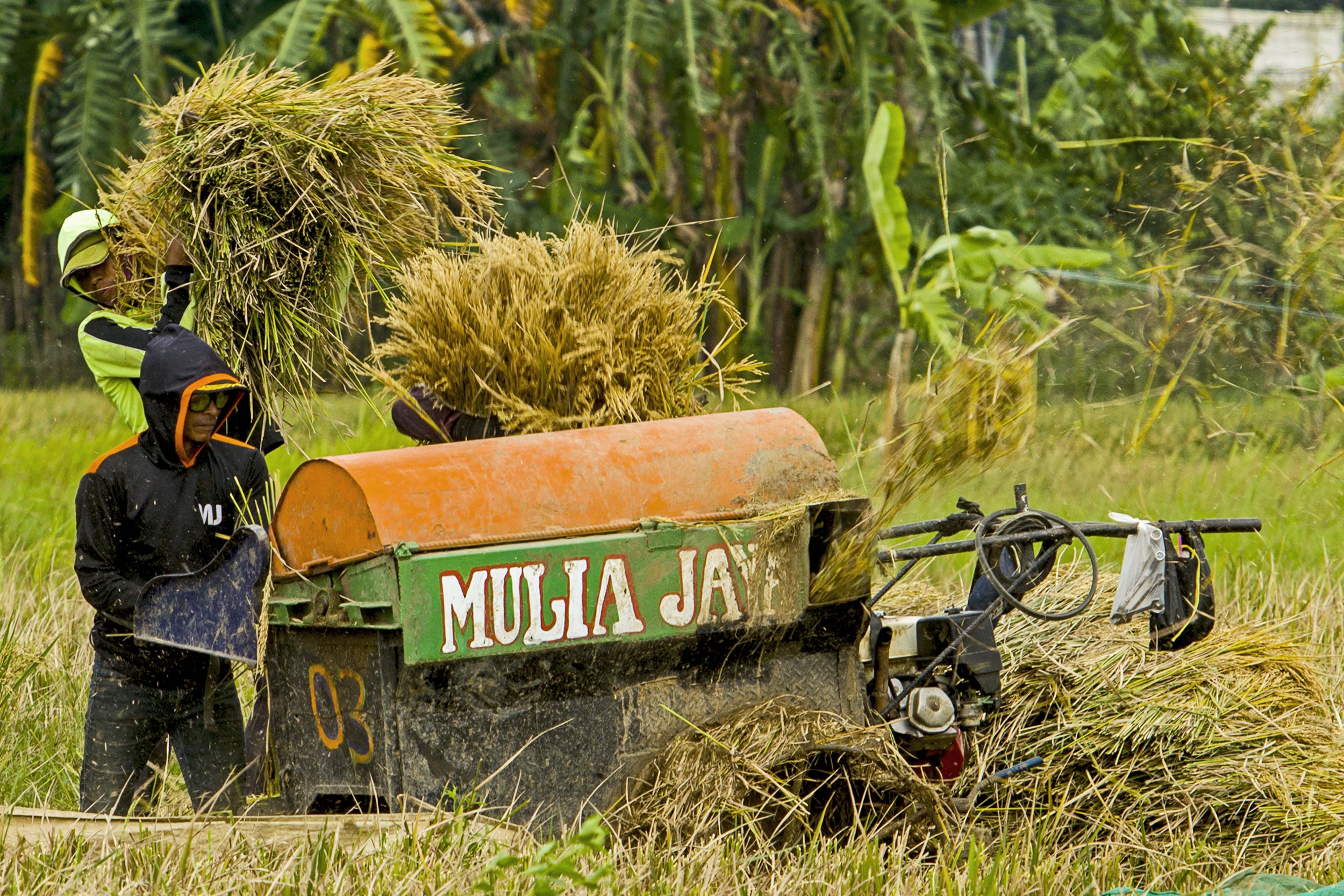 Petani merontokkan padi hasil panen di areal persawahan Kepuh, Karawang, Jawa Barat.