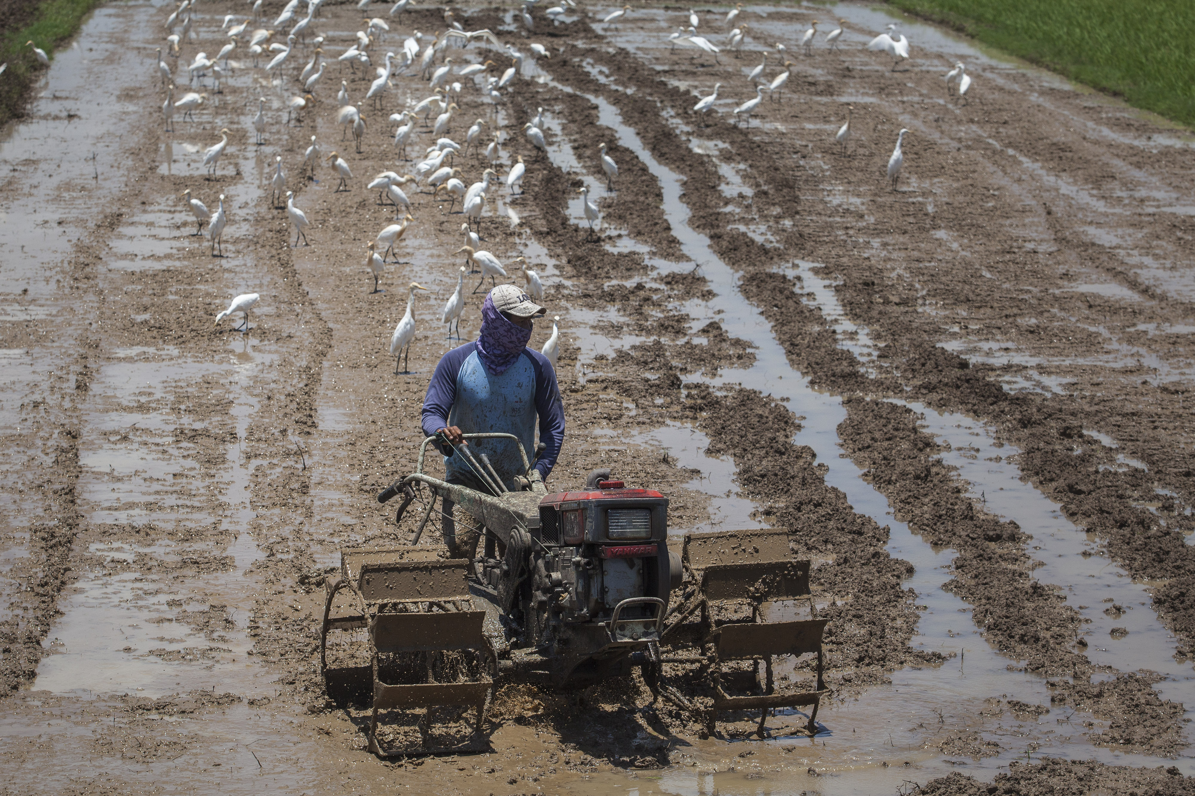 Petani menggarap sawah din Kulonprogo, Yogyakarta