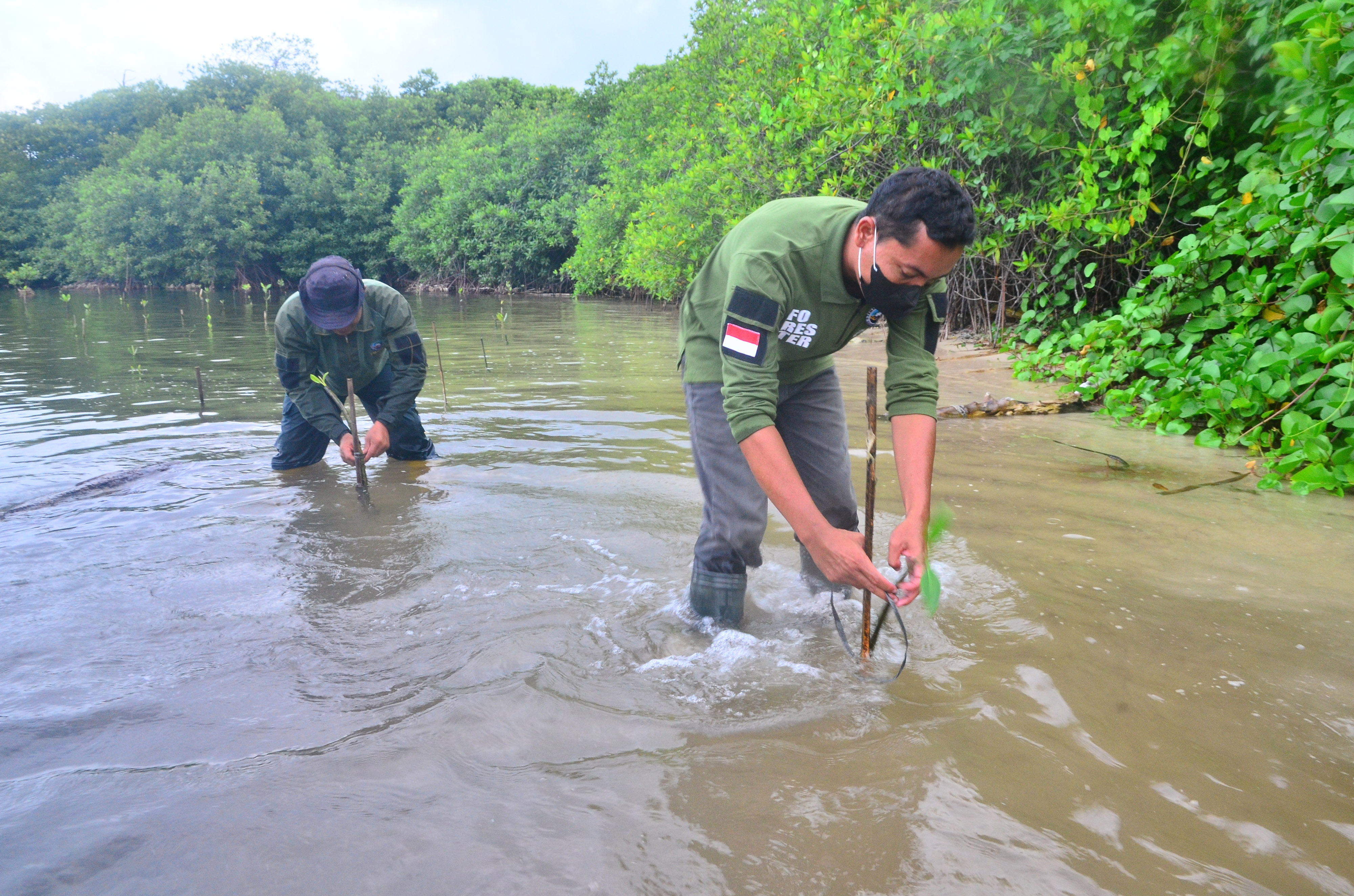 Penanaman mangrove terus dilakukan pemerintah, warga dan swasta