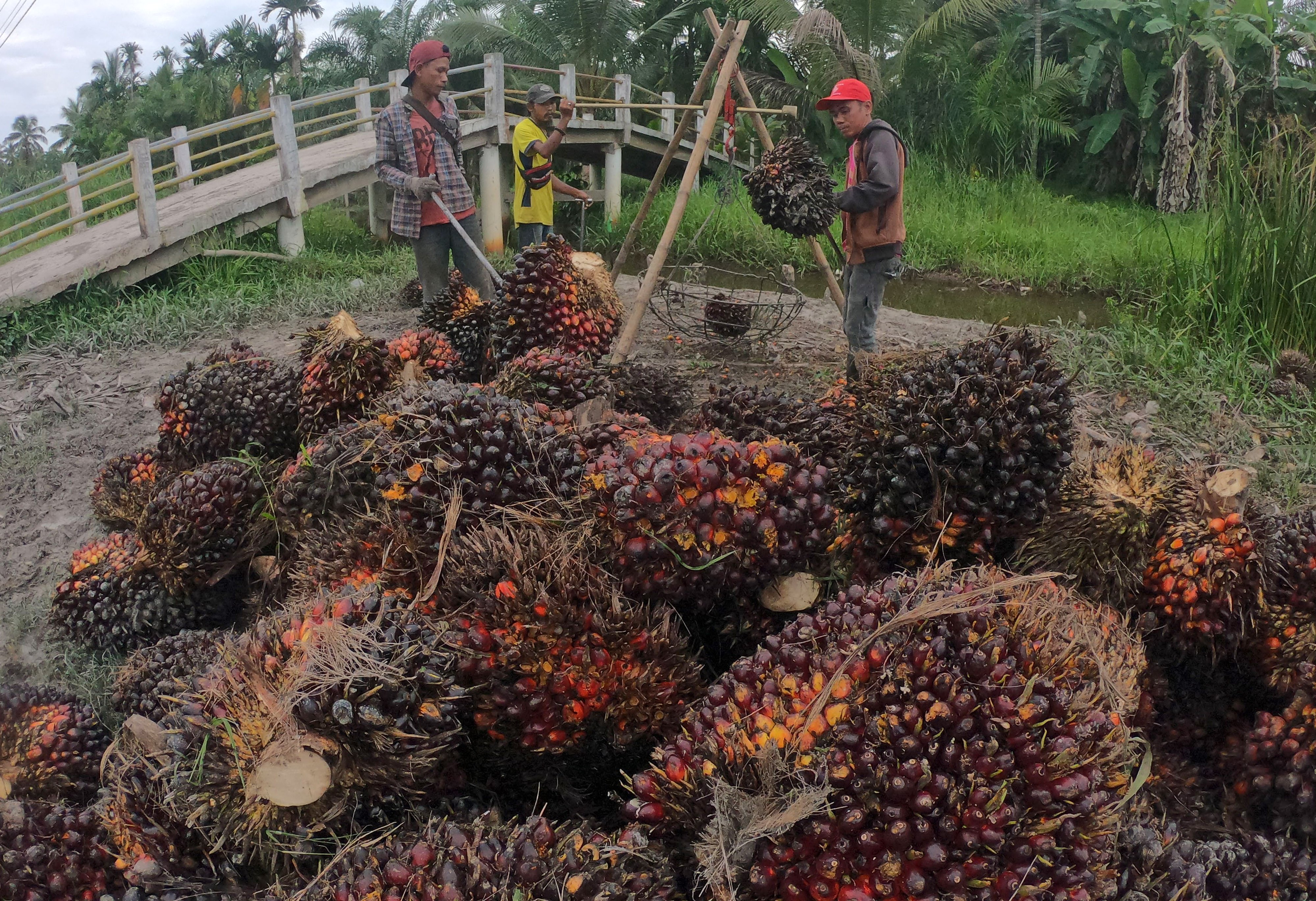 Pekerja menimbang tandan buah segar (TBS) kelapa sawit 