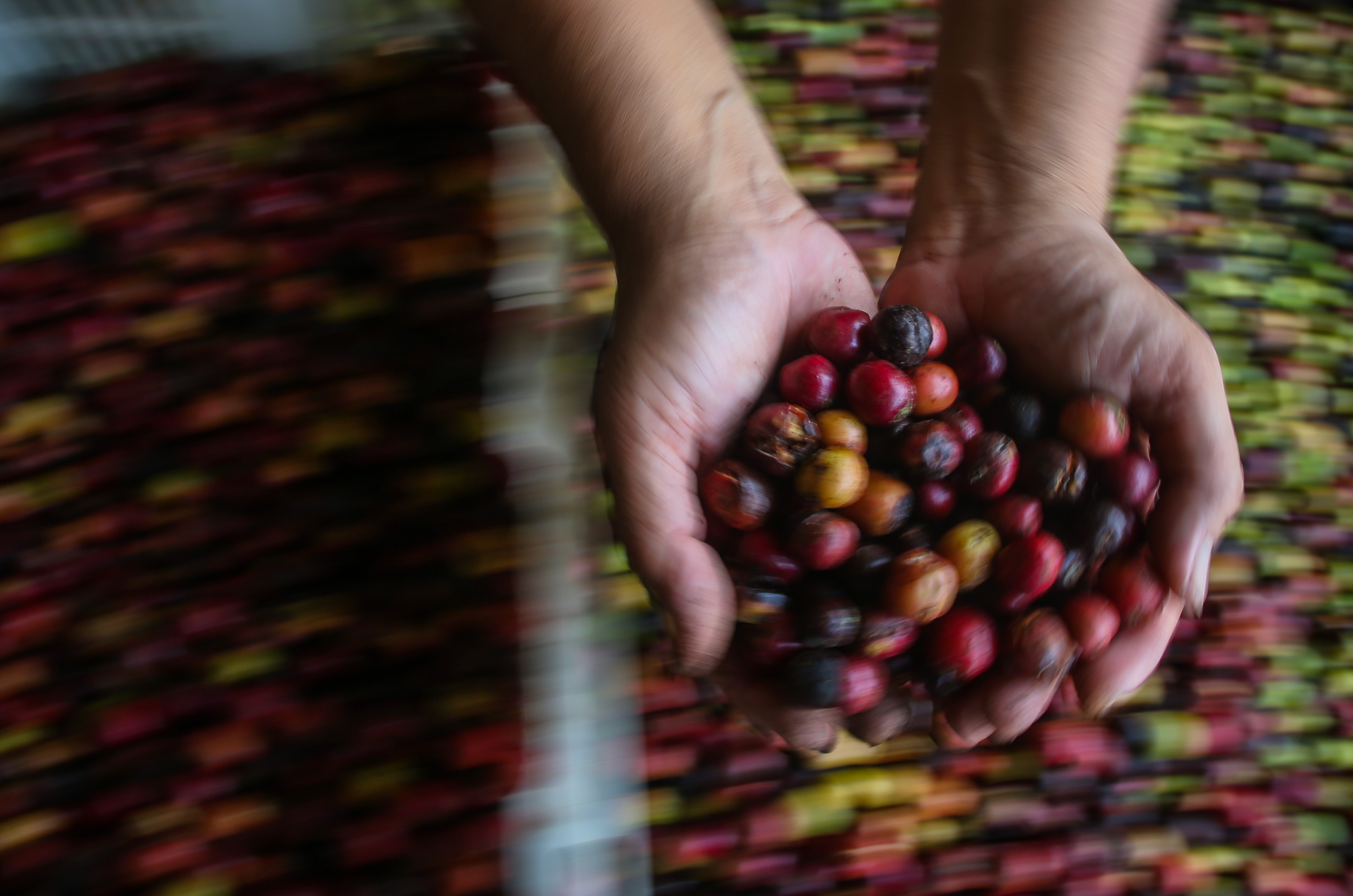 Petani kopi sedang memilih biji kopi