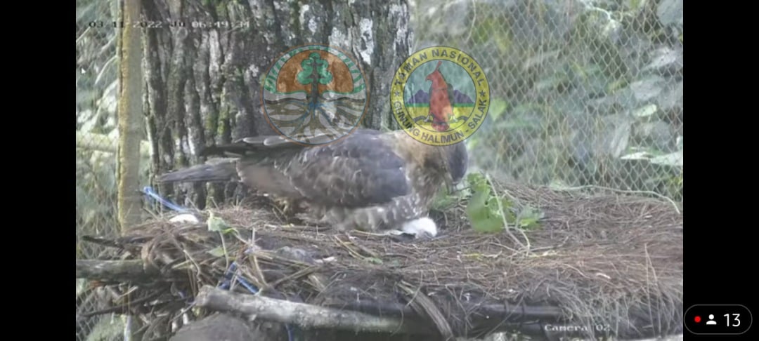 Telur menetas pada  Jumat, 11 Maret 2022 pukul 01.35 WIB di Pusat Suaka Satwa Elang Jawa (PSSEJ), Loji, Bogor.