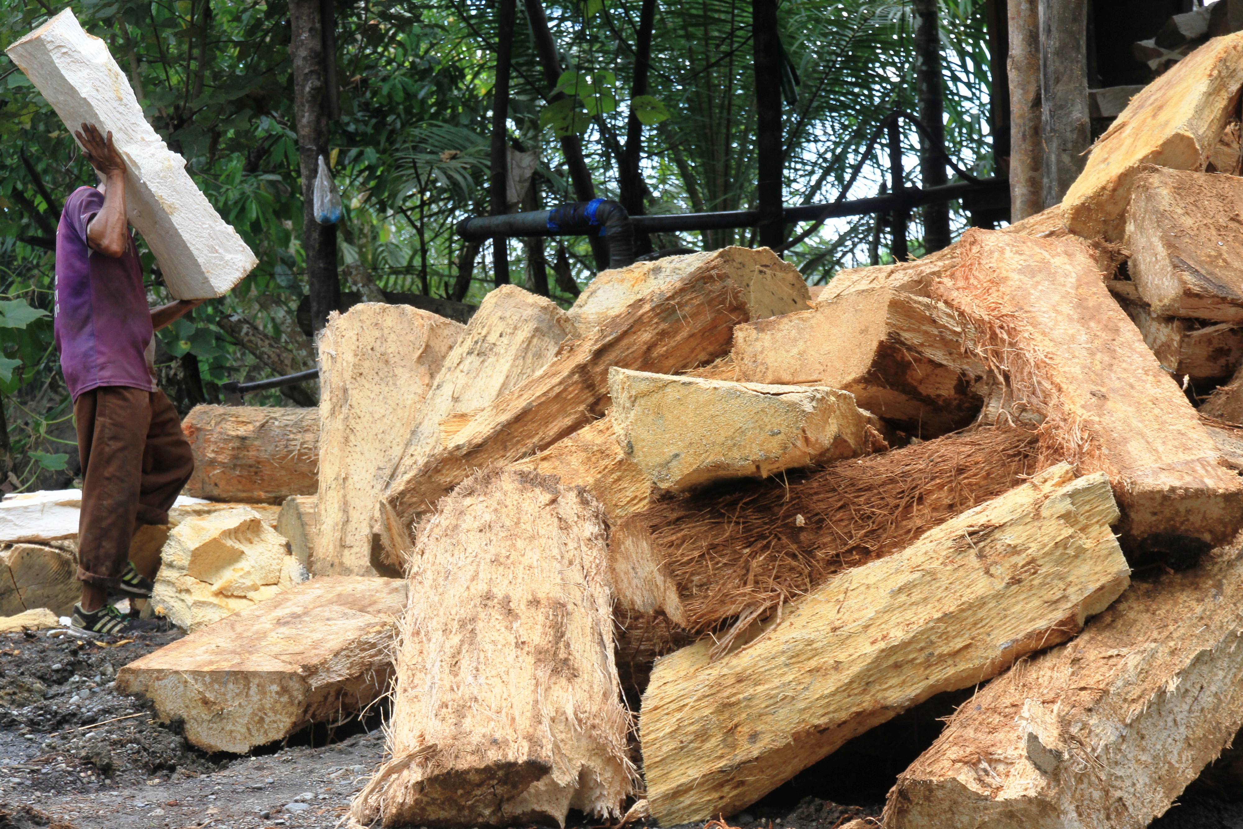 Bongkahan pohon sagu siap dijadikan tepung sagu.