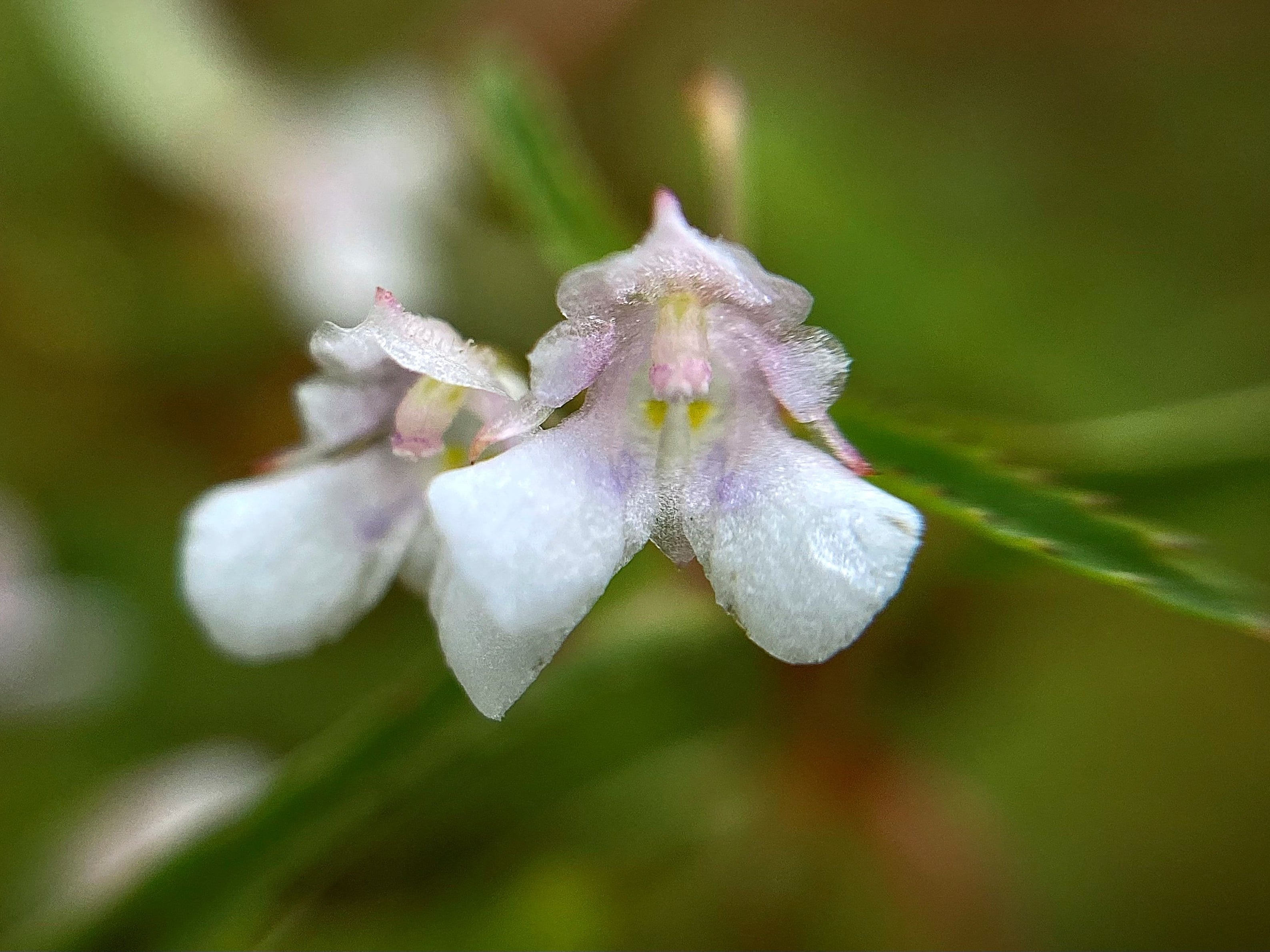 Hilangnya Keanekaragaman Hayati Ancam Stabilitas Ekonomi dan Sosial