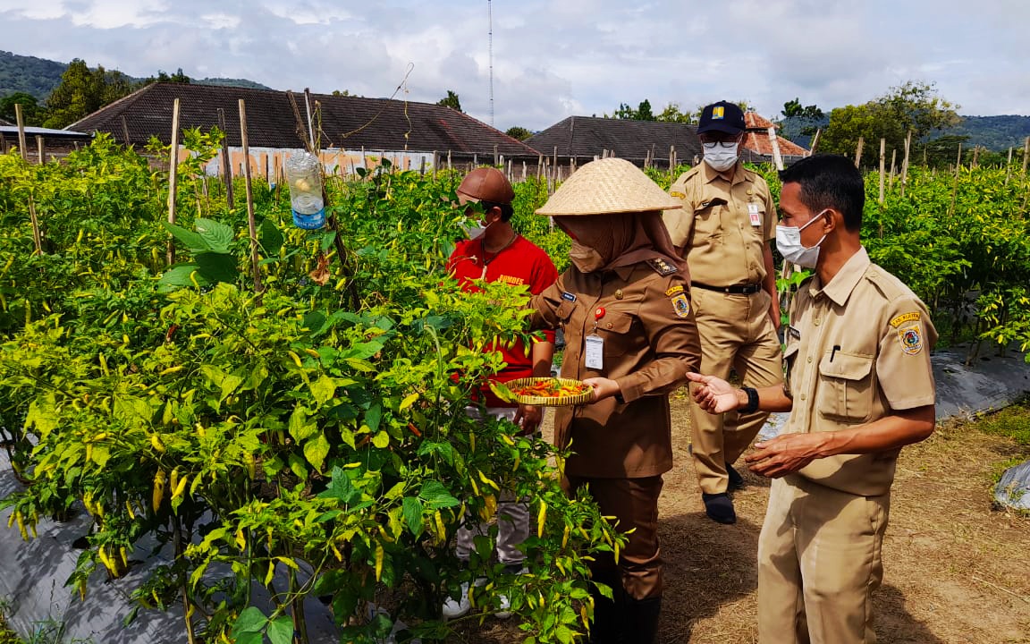 Bupati Klaten Sri Mulyani memanen cabai hasil tanaman BUMDes Jabung