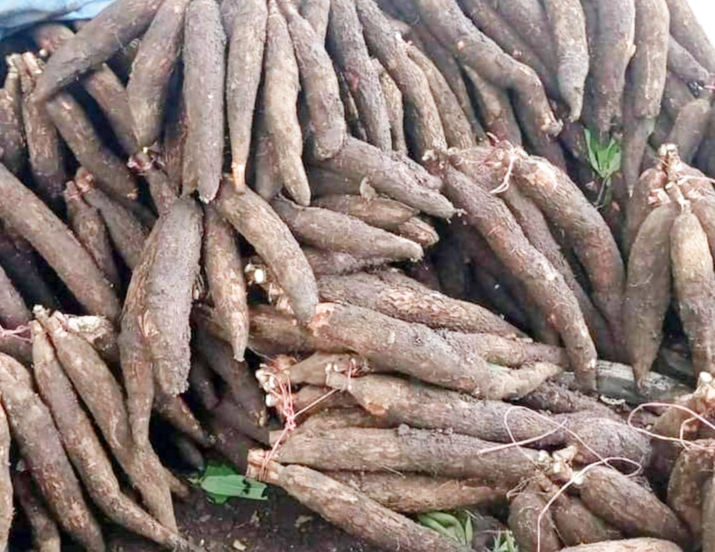 Tanaman ubi nuabosi di Kabupaten Ende, NTT diserang hama busuk. Ubi lokal yang terserang hama busuk itu tersebar di tiga desa,