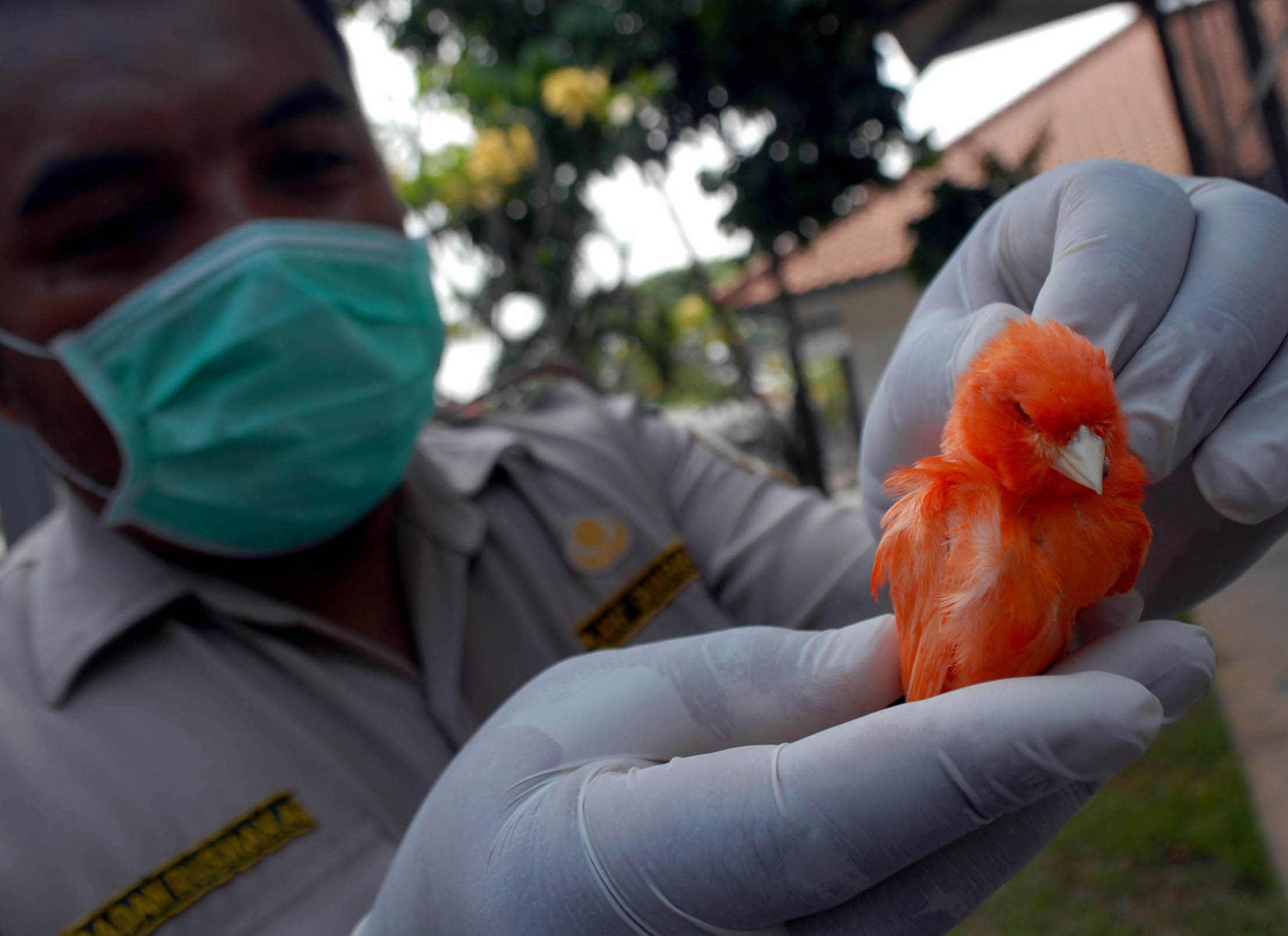 Ilustrasi burung hasil impor