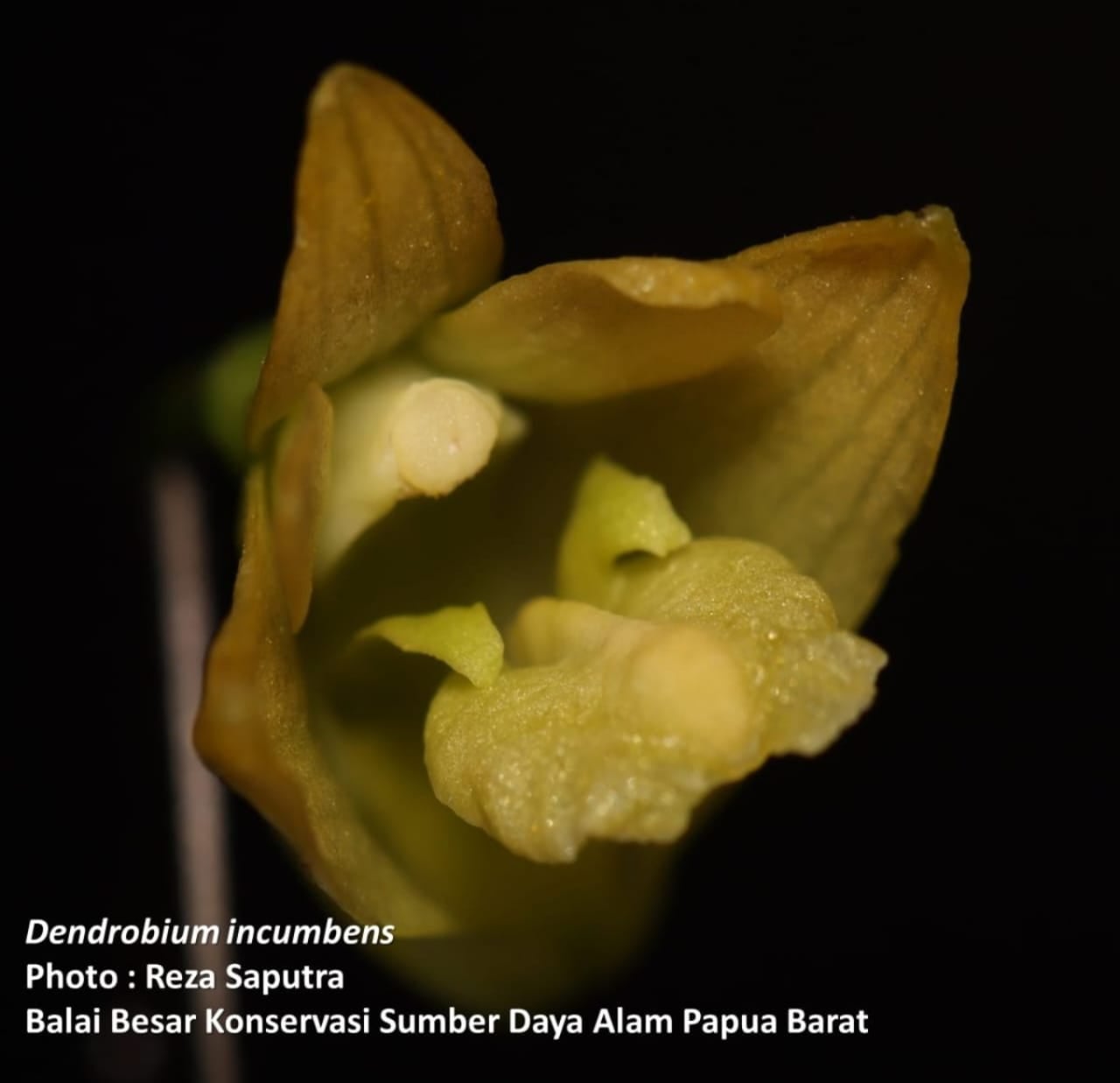 Anggrek jenis Dendrobium incumbens. 