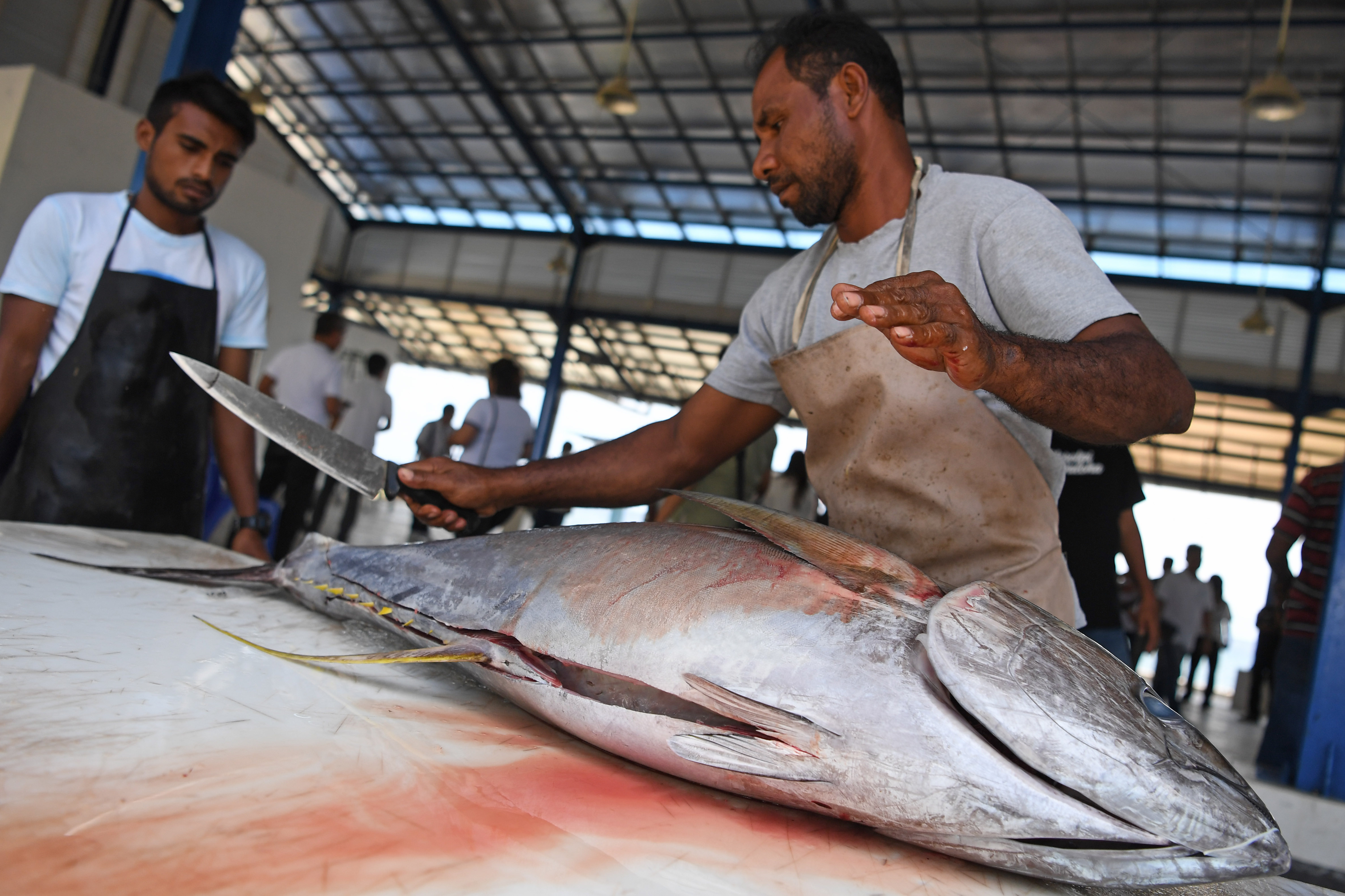 KKP Sebut Produktivitas Perikanan di Pulau Morotai Rendah 