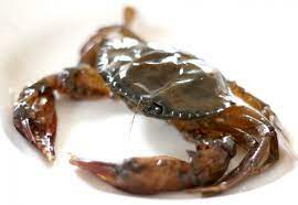 Kepiting lemburi