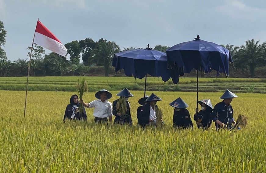 Menteri Pertanian Syahrul Yasin Limpo ikut panen raya di Desa Bulusari, Lampung Tengah, Sabtu (26/3).