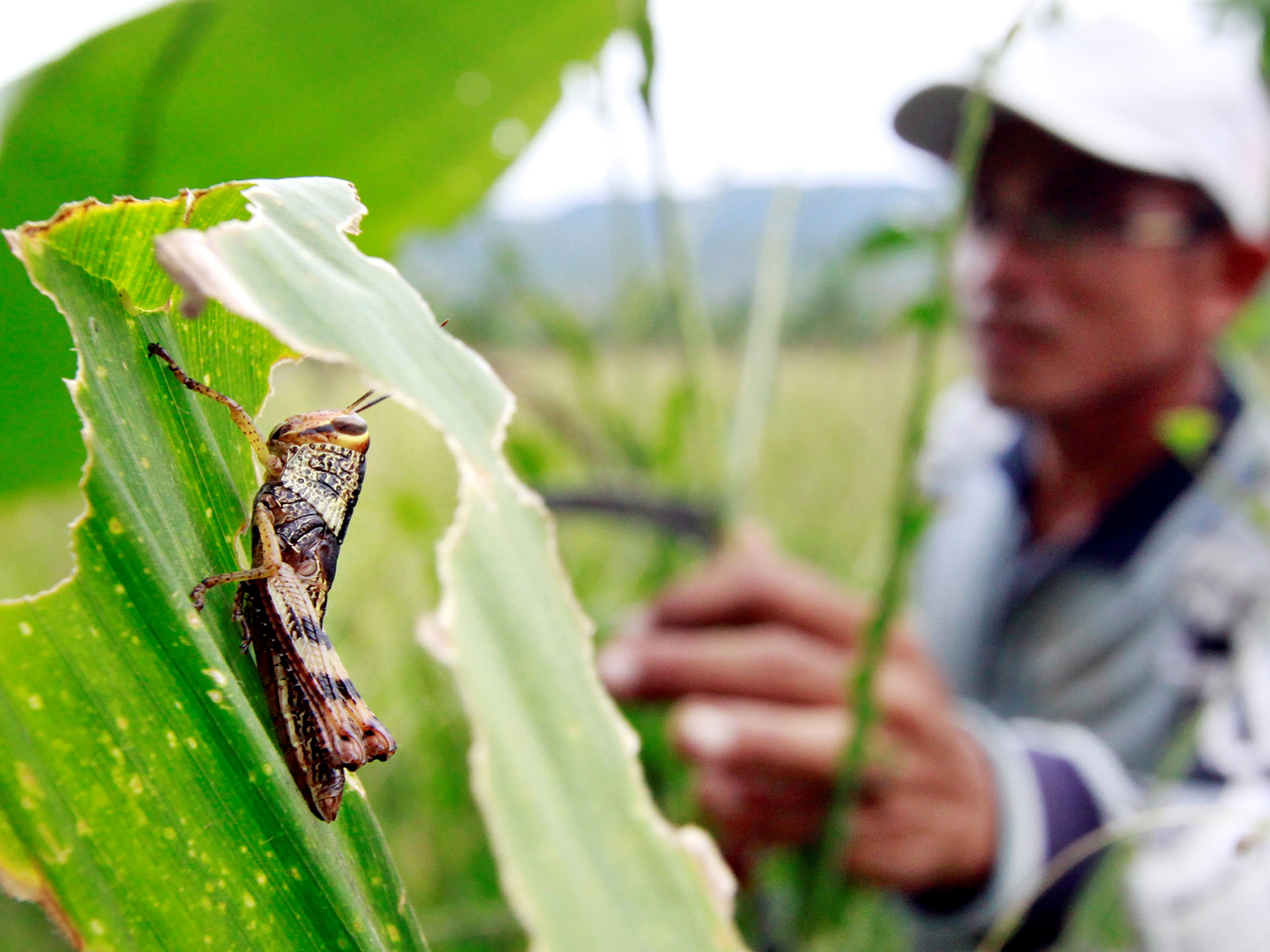 Ilustrasi hama belalang.