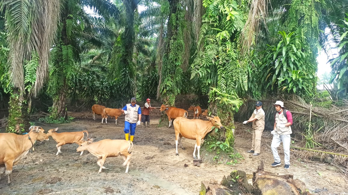 Cegah Lumpy Skin Disease (LSD) pada ternak sapi, Kementan melakukan vaksinasi secara serentak yang mulai dilakukan di Provinsi Riau.