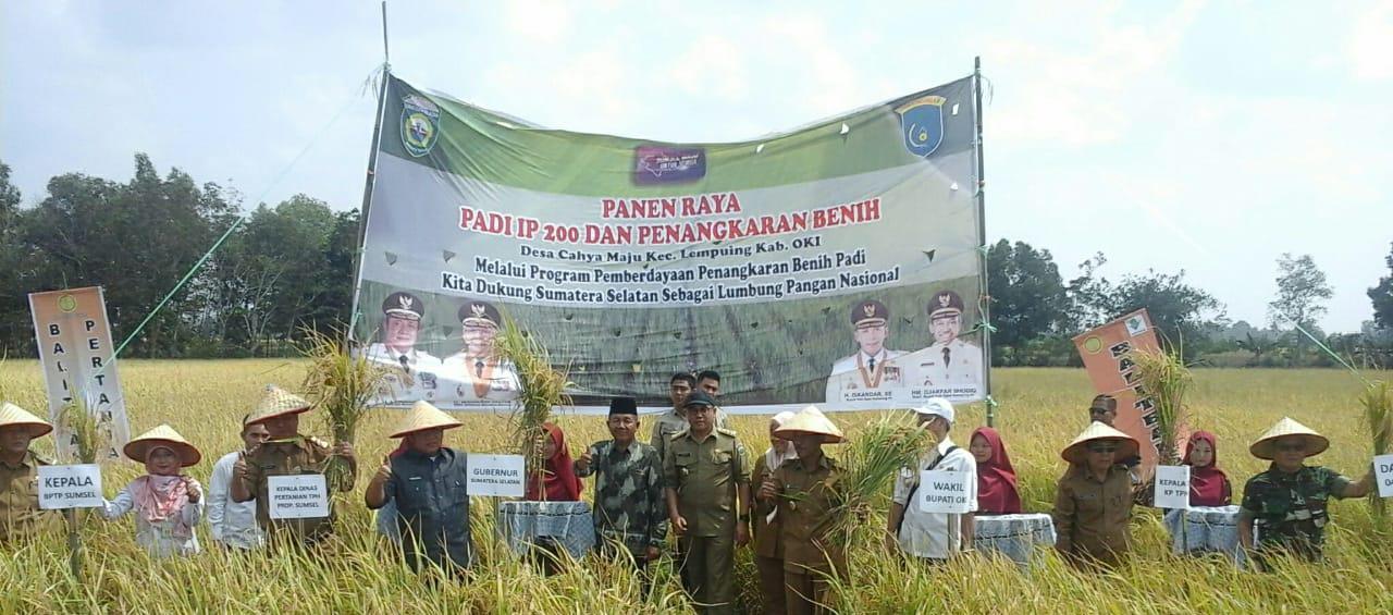 Suasana saat panen raya secara simbolik dimulai dari pajabat daerah.