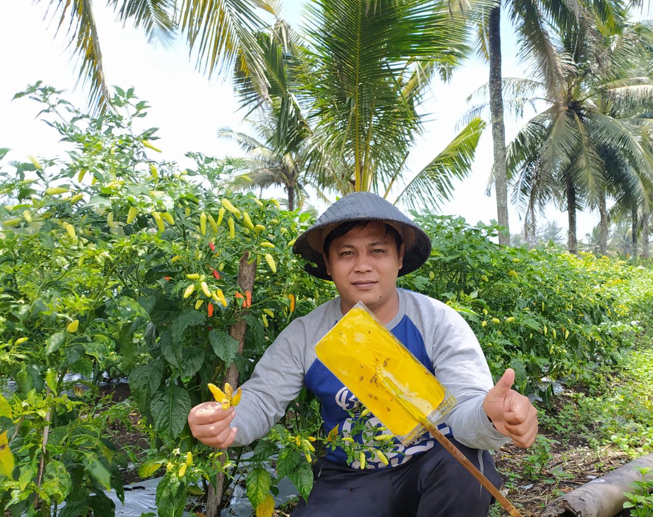 Stok Cabai di Kebumen dan Banjarnegara Jelang Hari Besar Keagamaan Aman