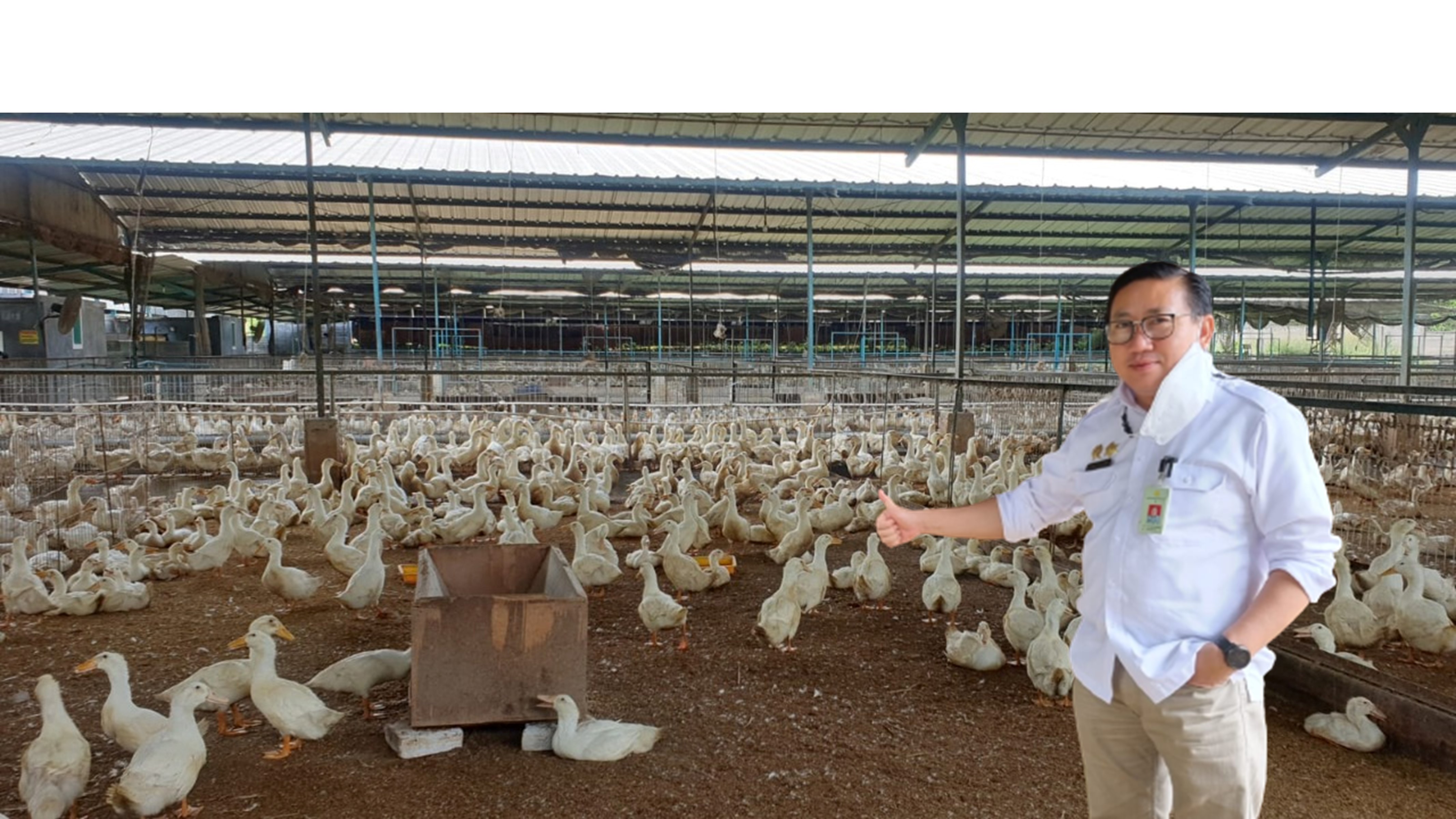 Itik Gunsi Peking Potensial Dikembangkan di Indonesia