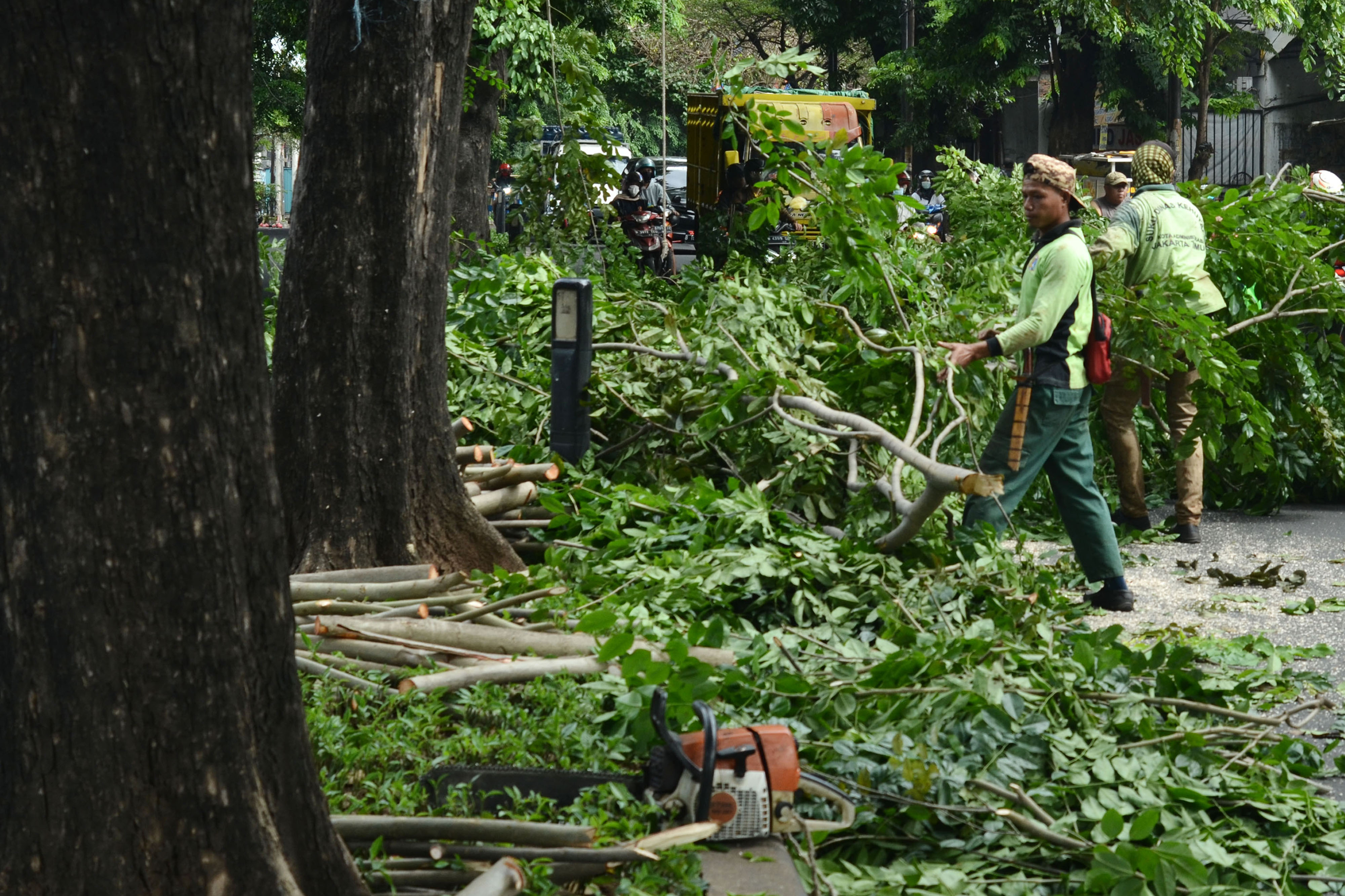 Petugas memotong pohon untuk antisipasi pohon tumbang saat hujan lebat disertai angin kencang