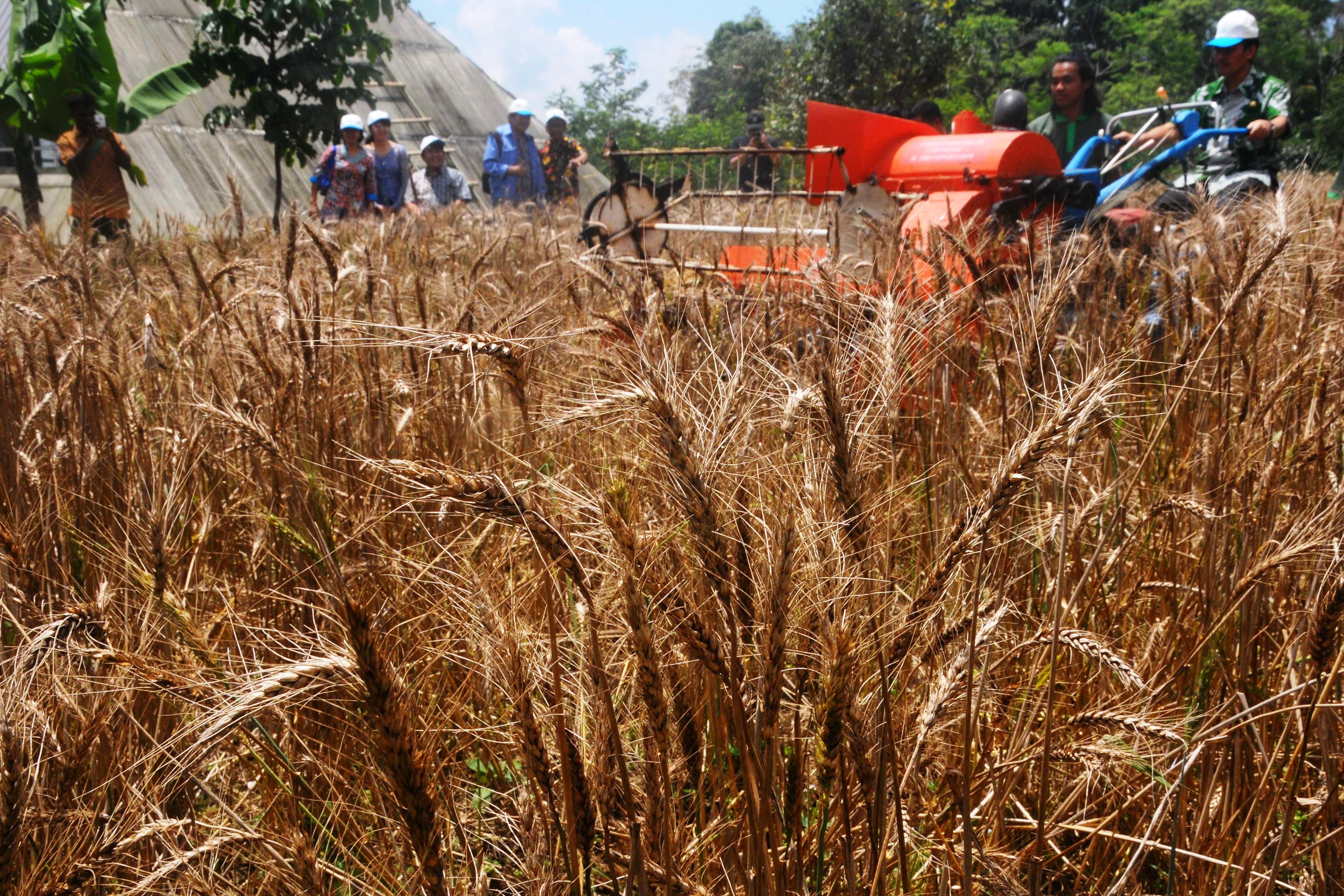 Ilustrasi ladang gandum.