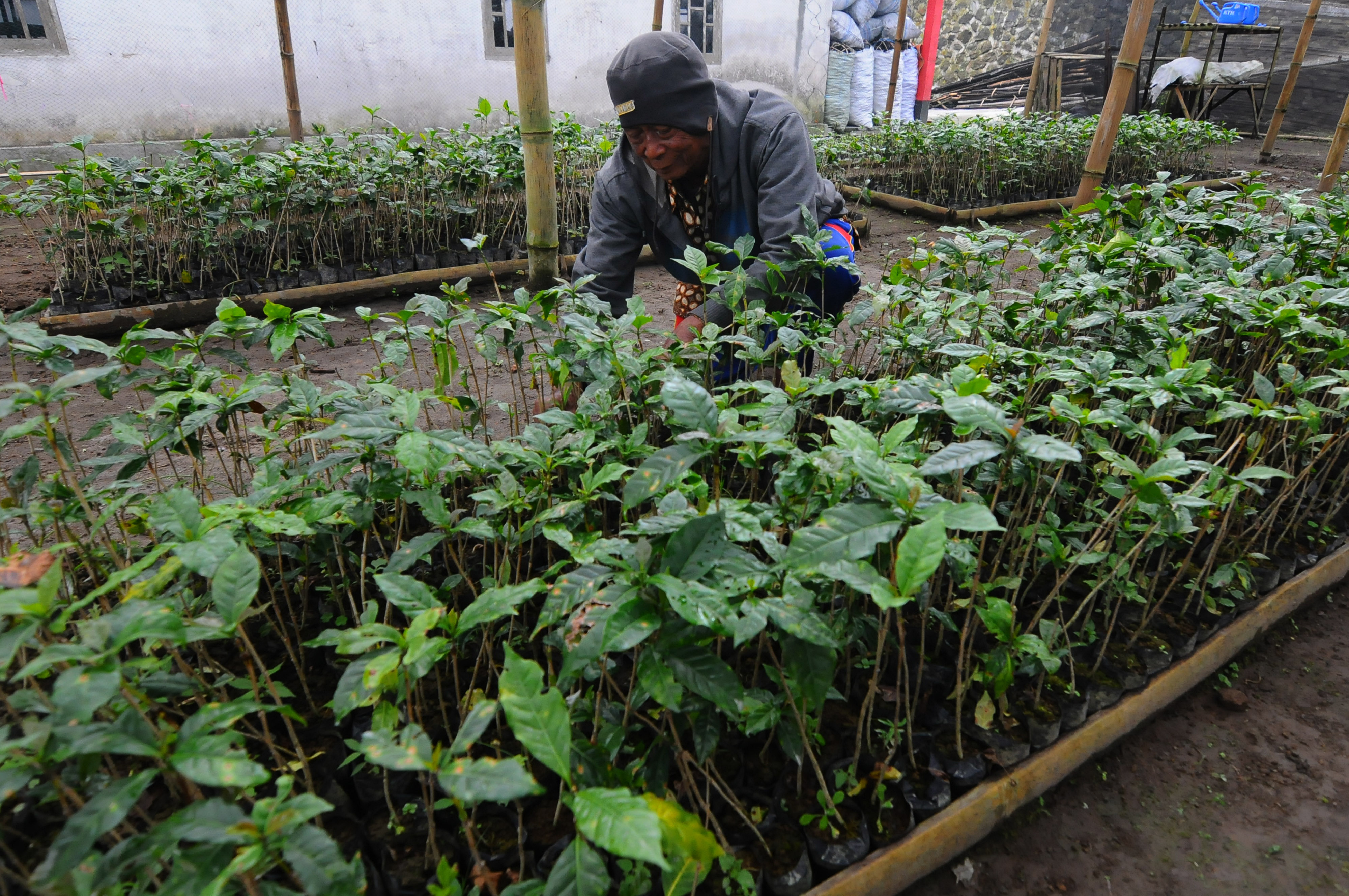 Kopi Lereng Merapi Punya Potensi Jadi Komoditas Unggulan