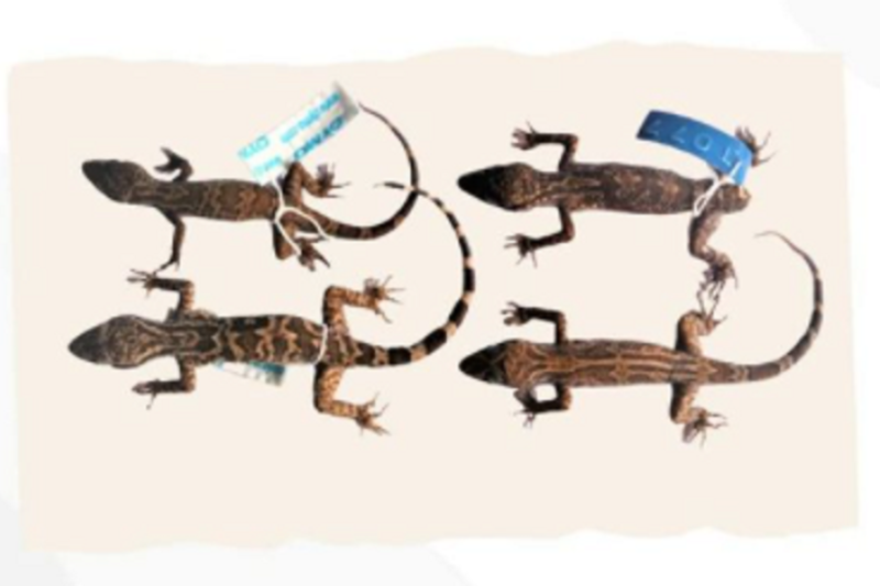 Museum Zoologicum Bogoriense, Pusat Penelitian Biologi, BRIN, Awal Riyanto, beserta tim berhasil mengidentifikasi cecak jarilengkung jenis a