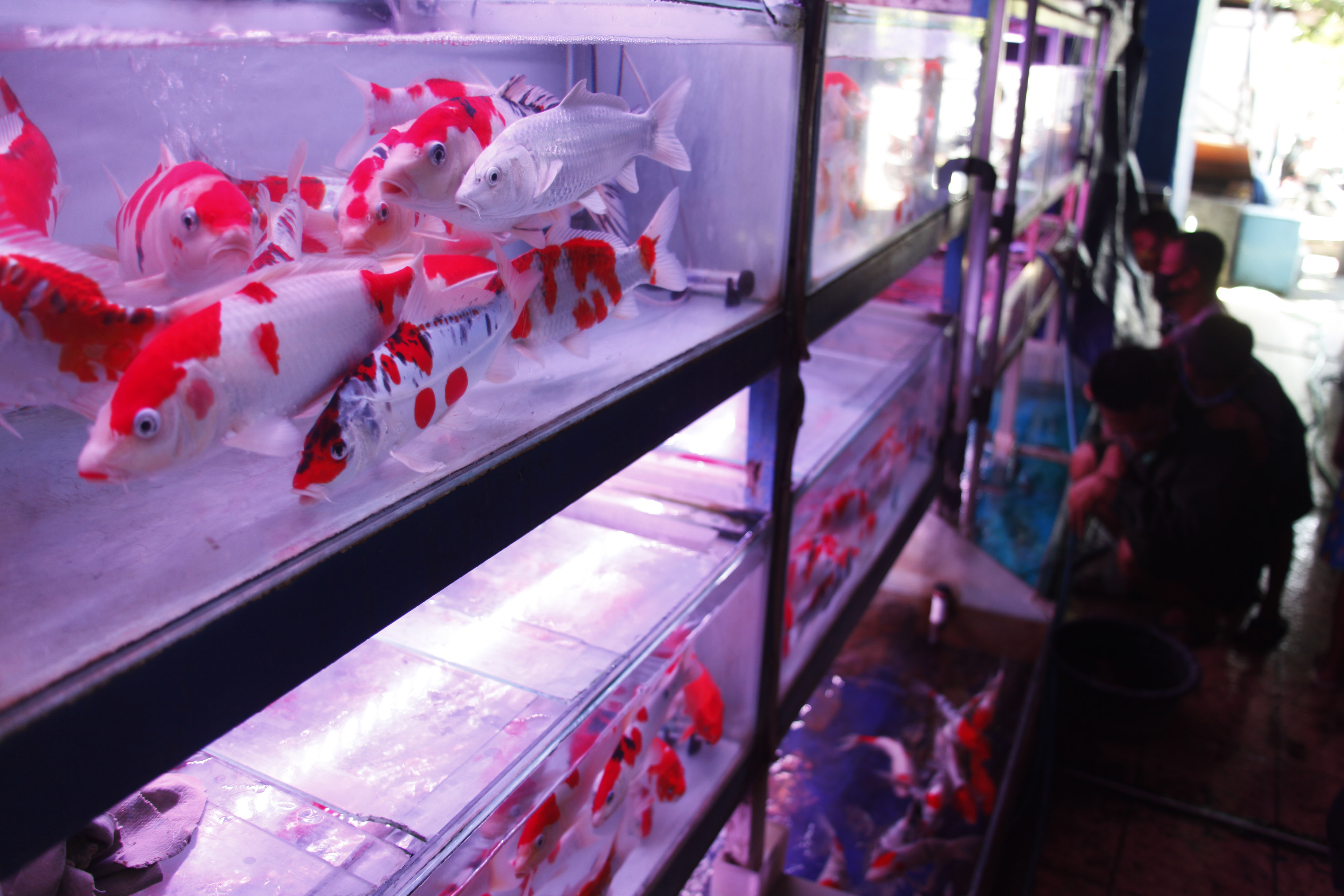 Pengunjung mengamati ikan hias koi yang dijual di Pasar Depok, Solo, Jawa Tengah, Jumat (7/1).