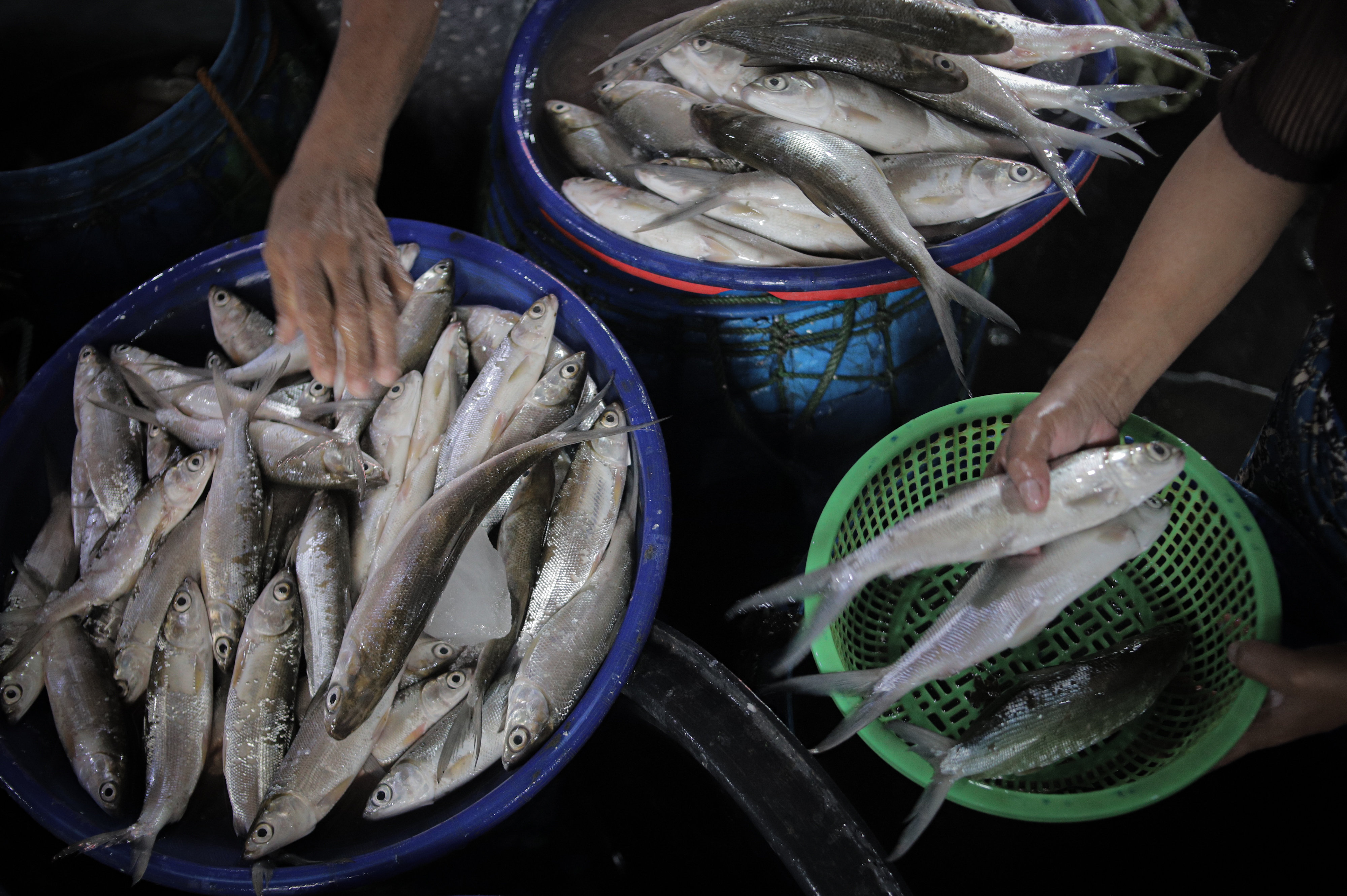 KKP akan Bangun Kampung Bandeng di Gresik