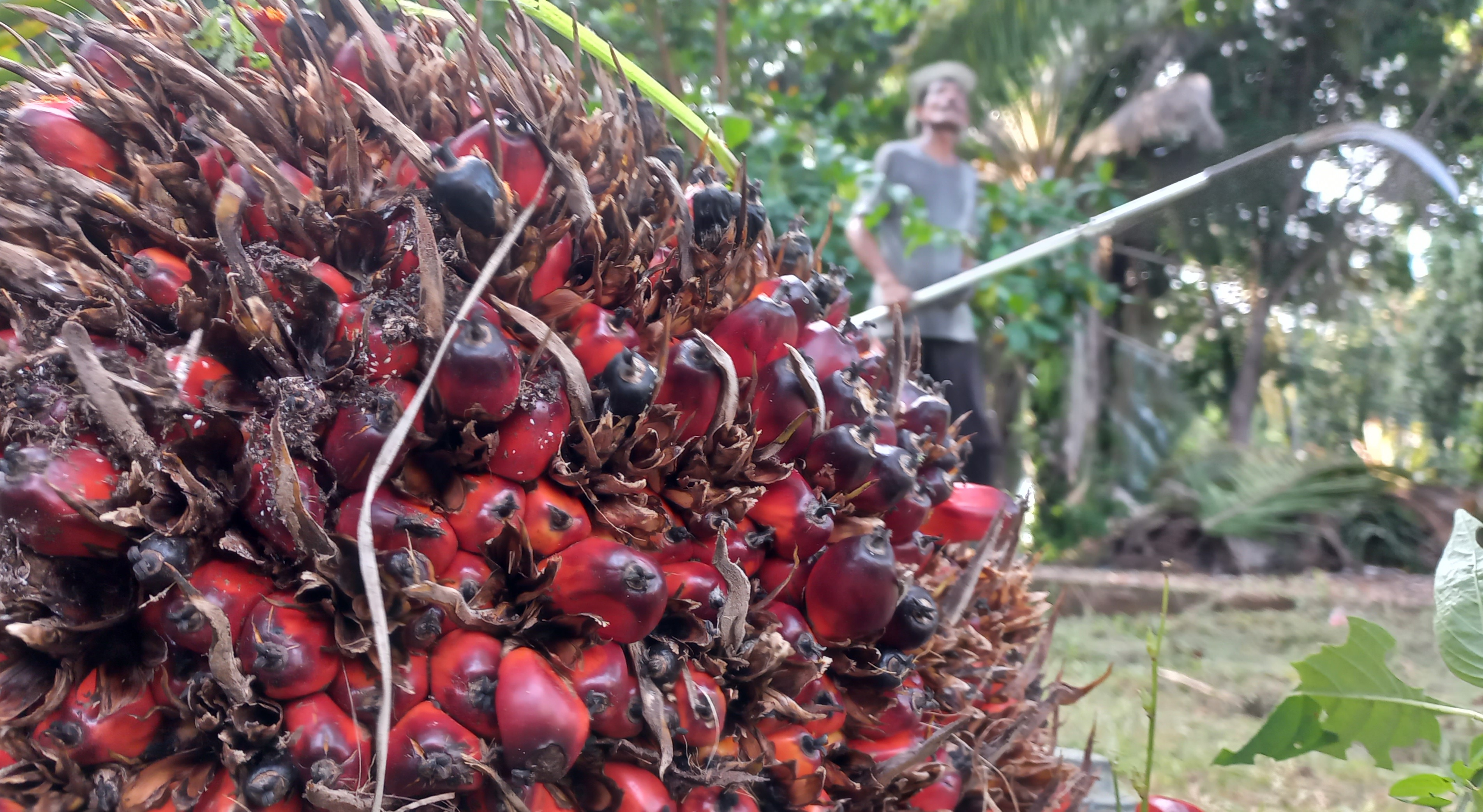 Petani kelapa sawit sedang memetik sawit di Aceh Barat Daya, Provinsi Aceh.
