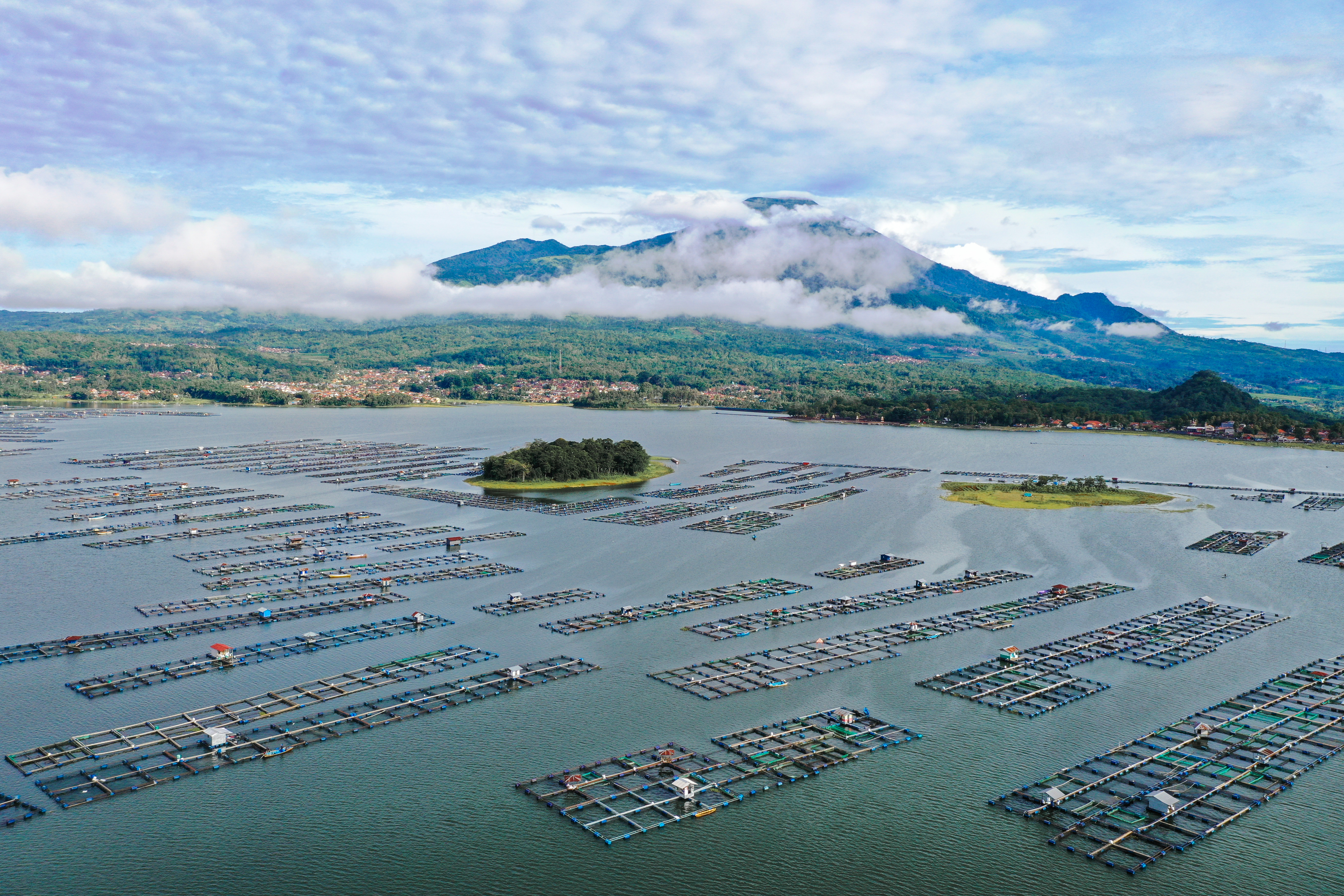 Ilustrasi tambak ikan air tawar